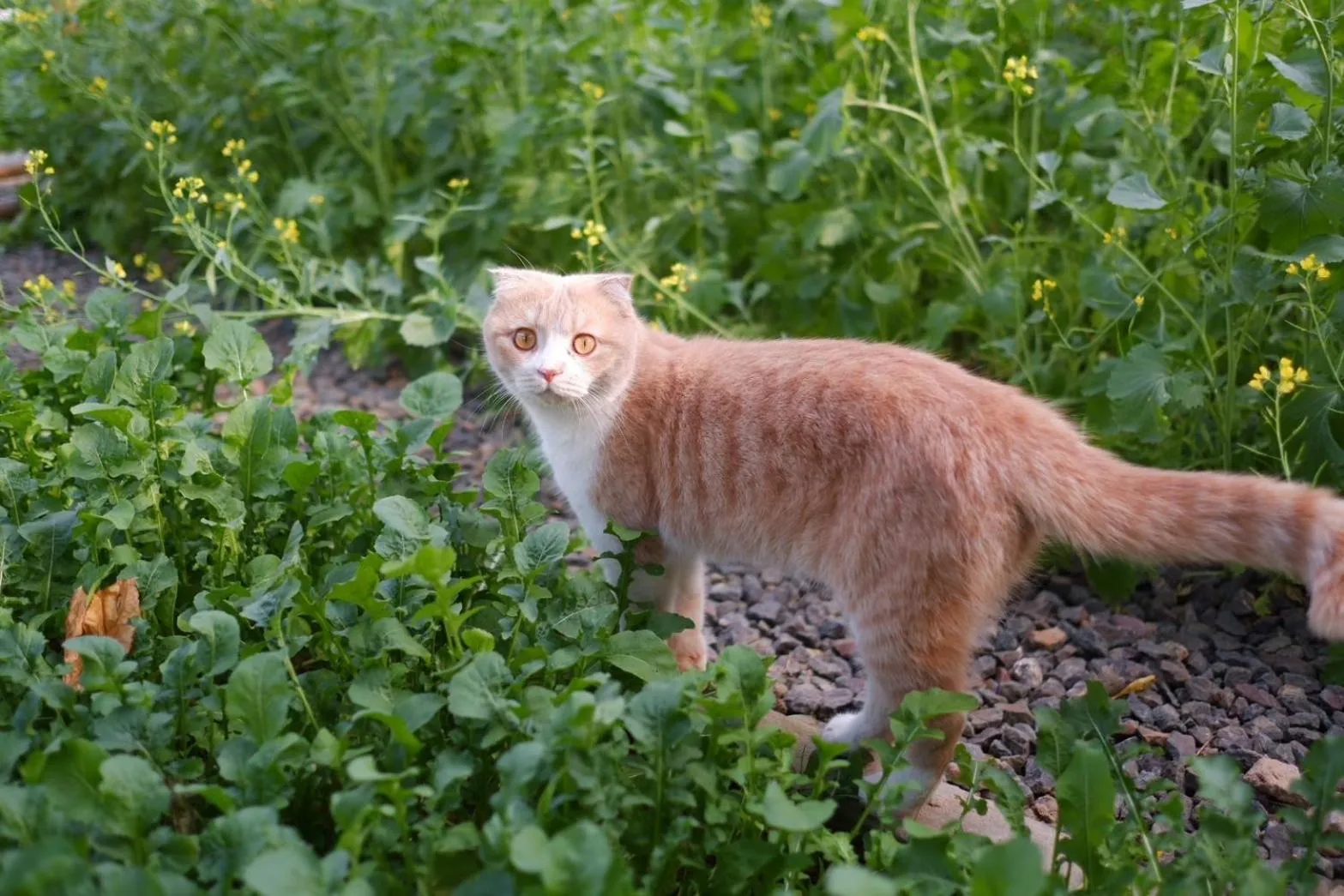 Garden in Garden House Rice Field and Mountain View