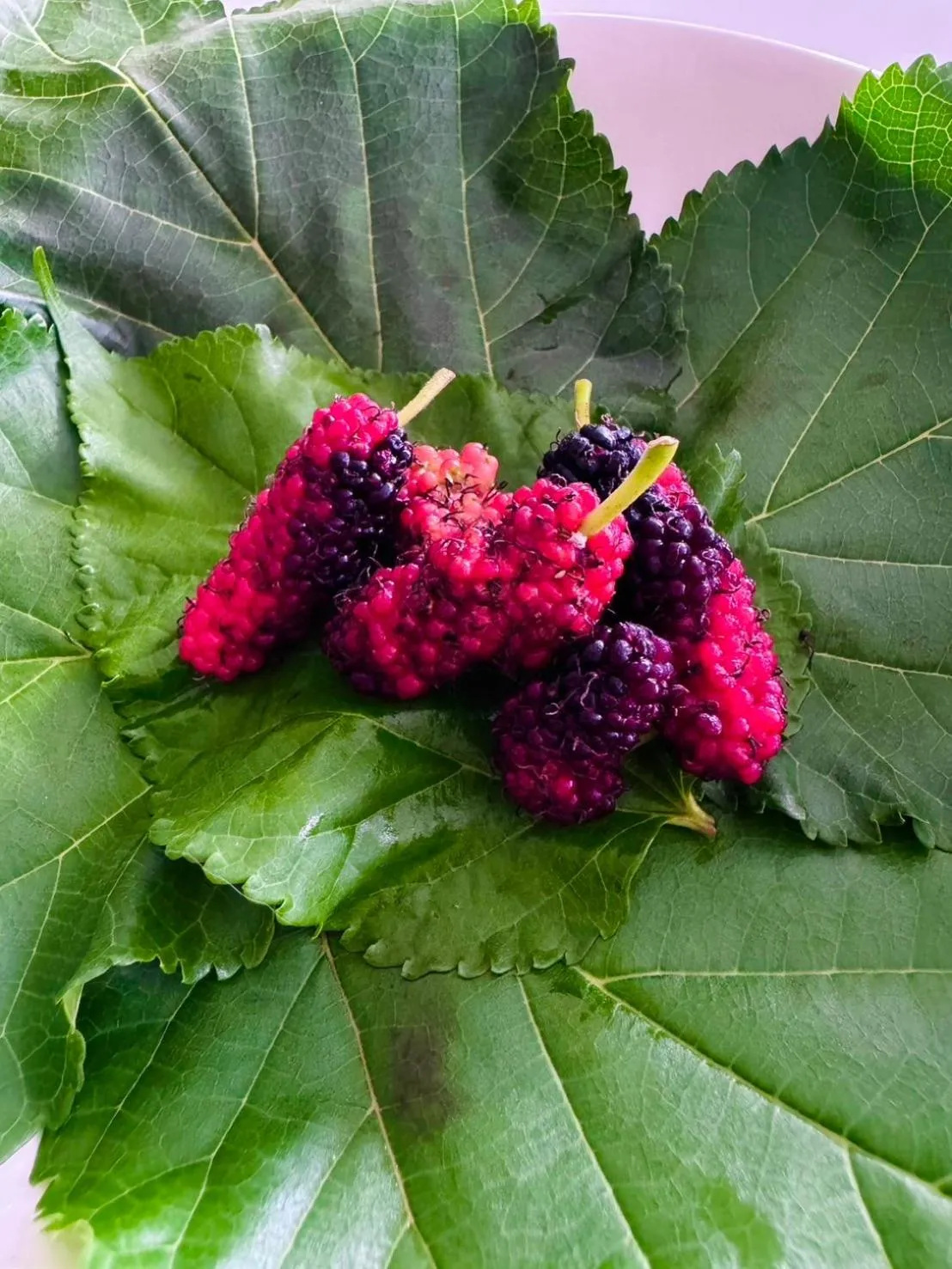 Garden in Garden House Rice Field and Mountain View