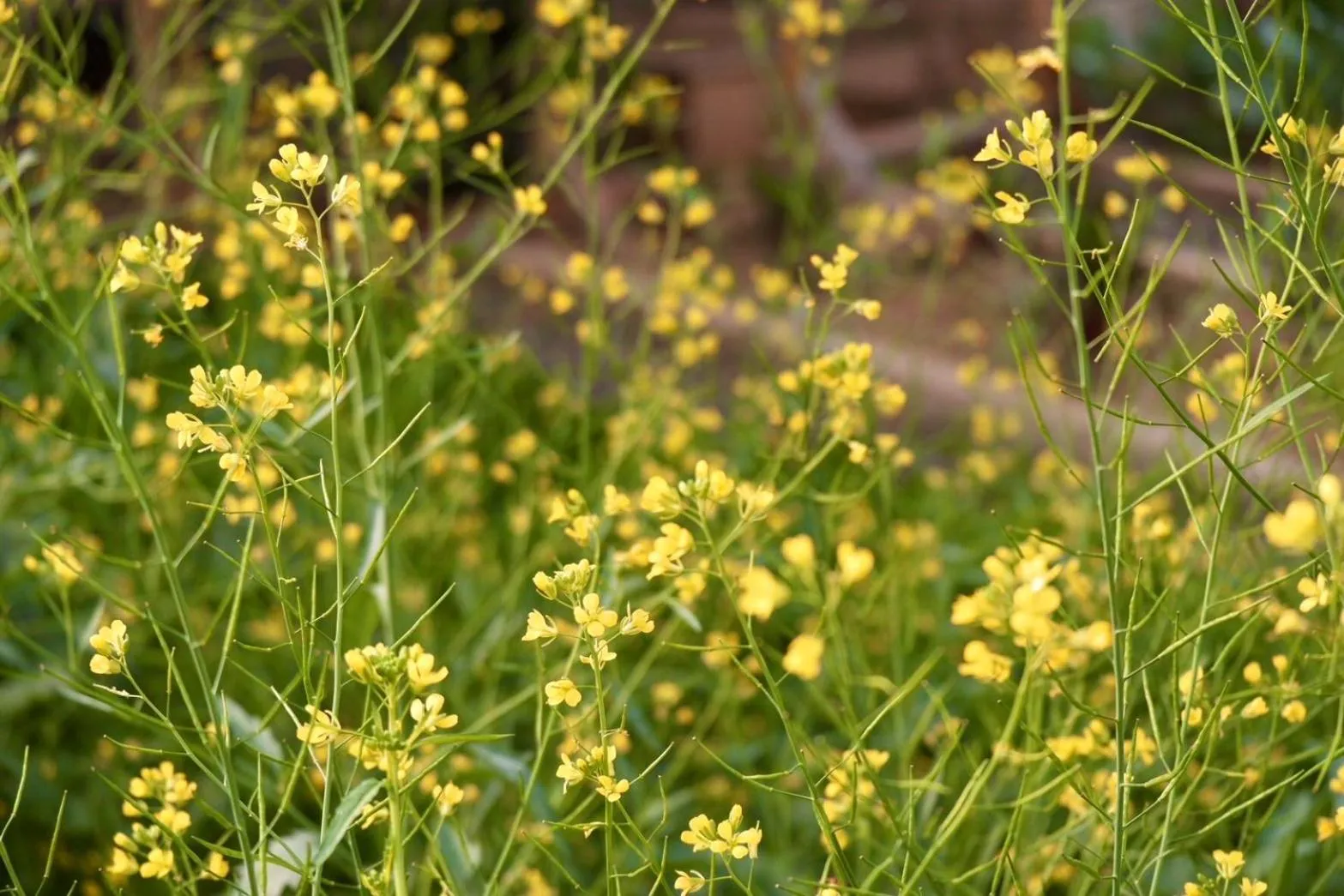 Garden in Garden House Rice Field and Mountain View