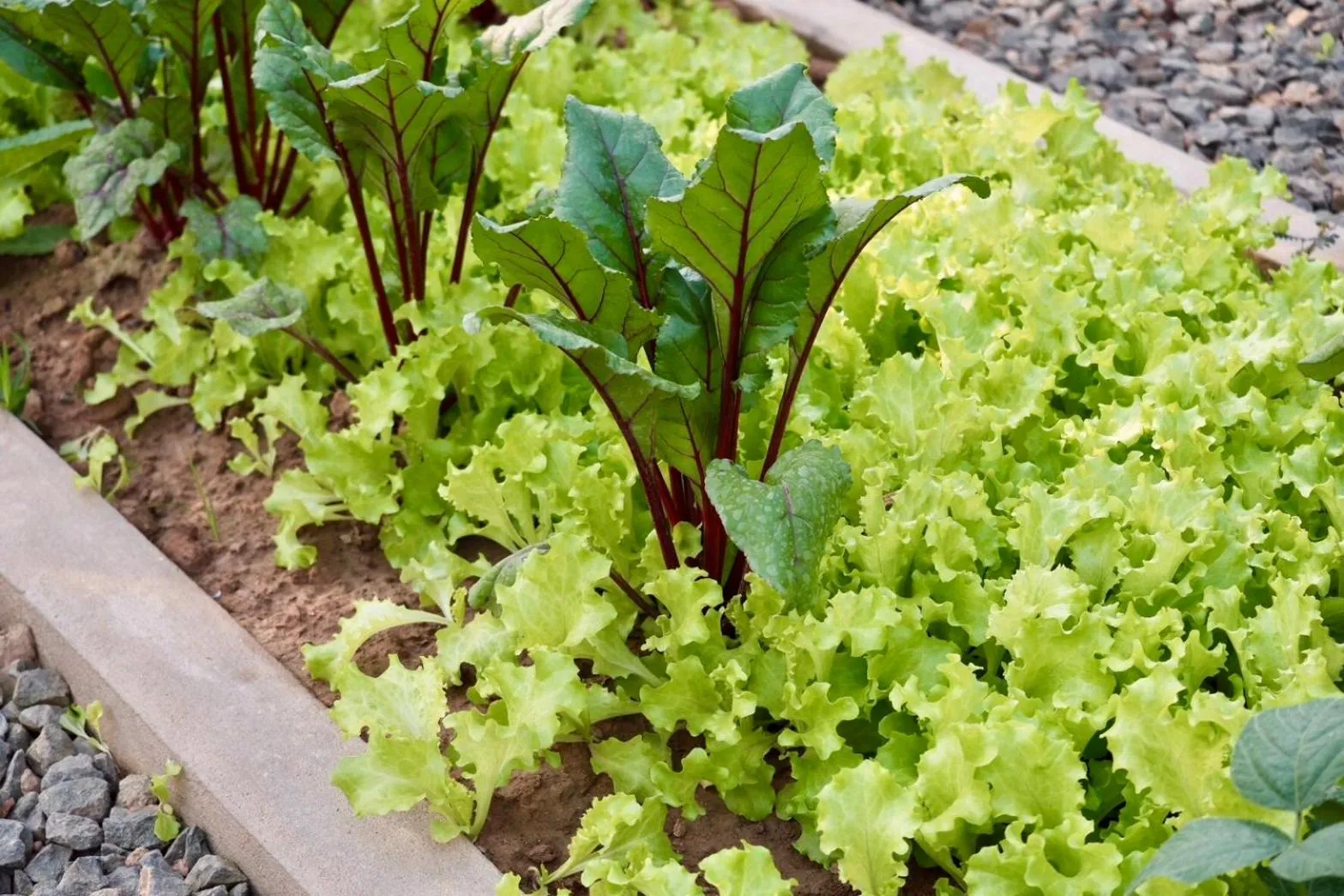 Garden in Garden House Rice Field and Mountain View
