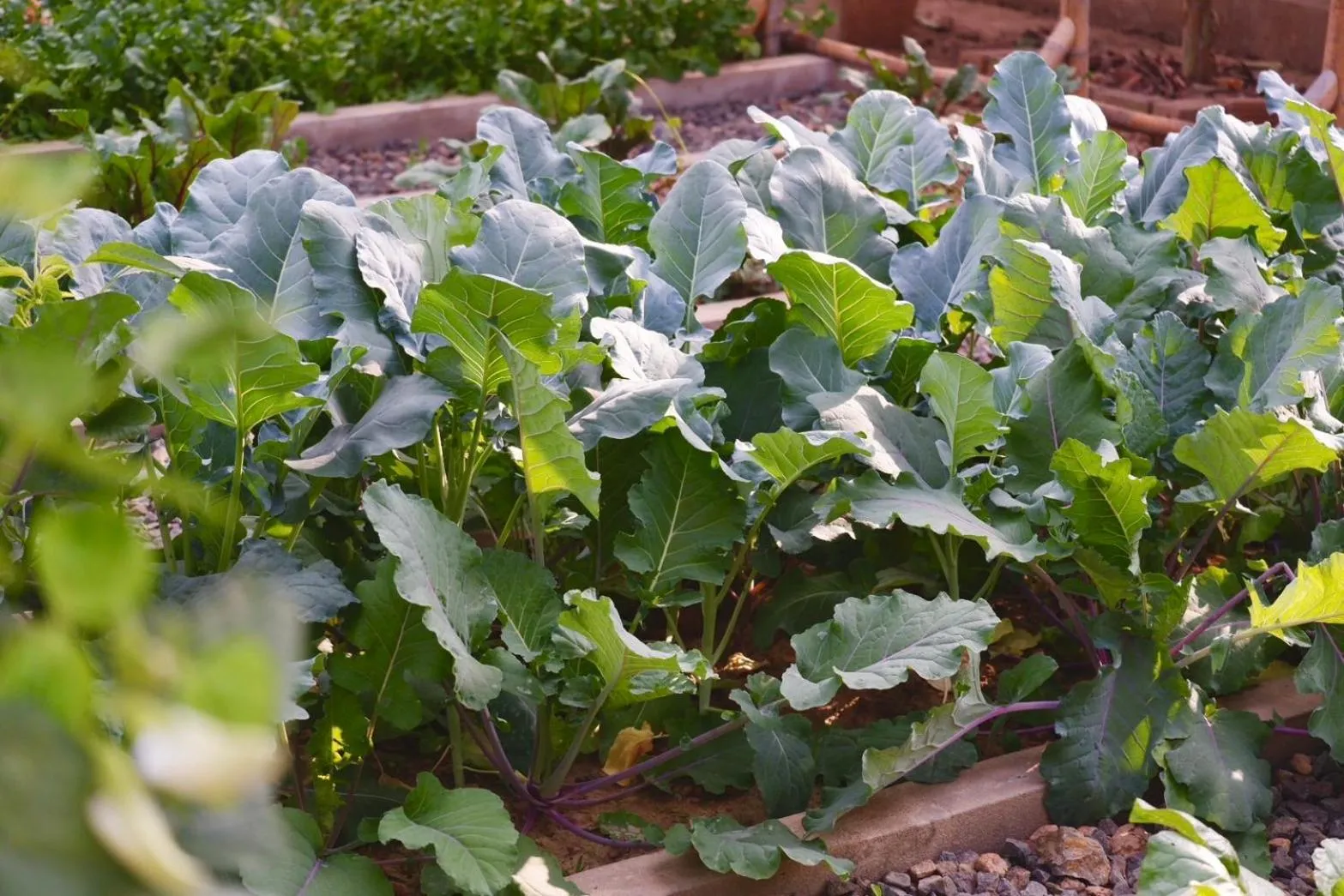Garden in Garden House Rice Field and Mountain View