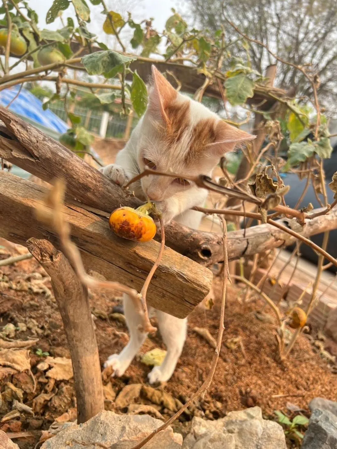 Property building in Garden House Rice Field and Mountain View