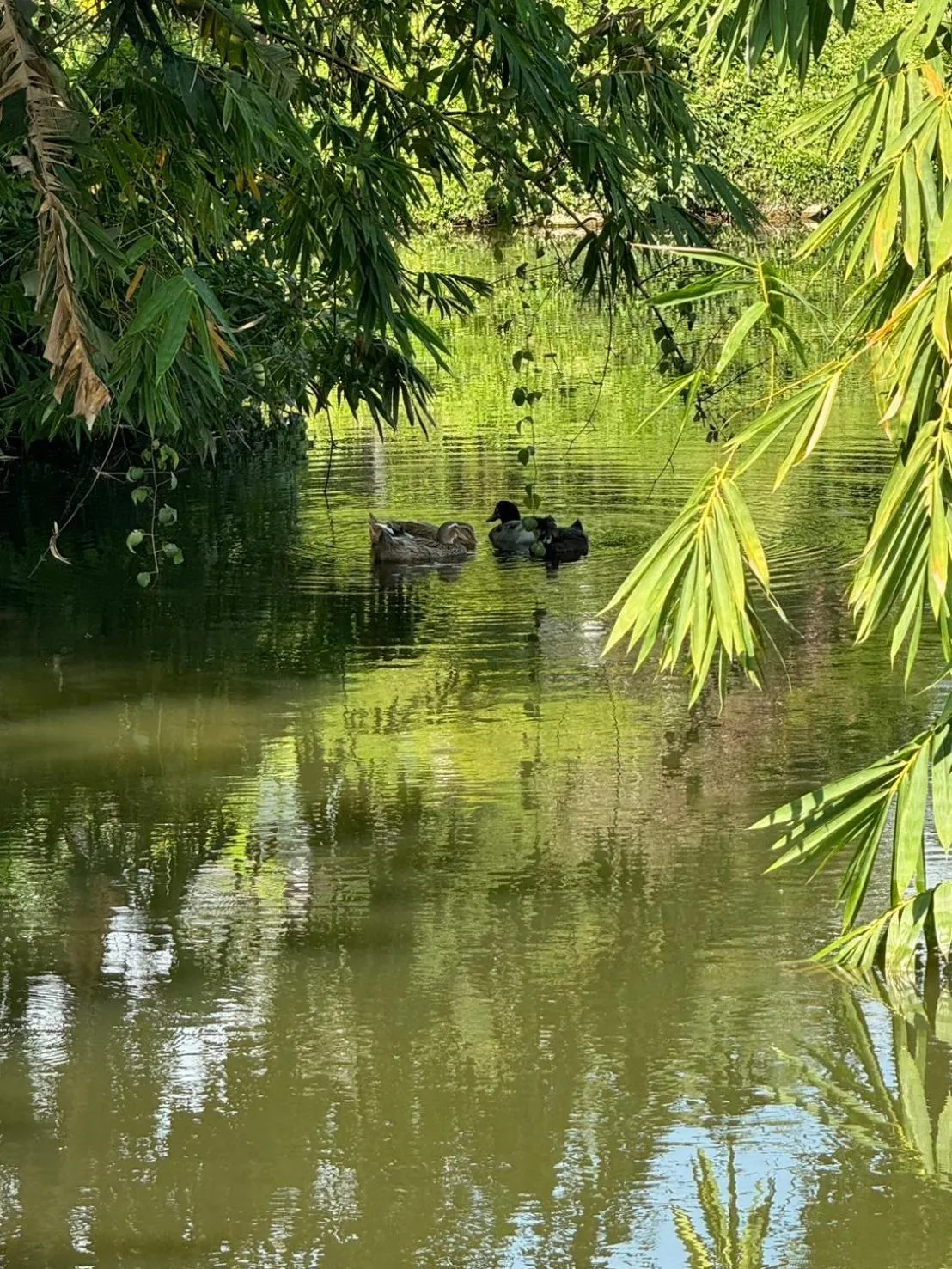 Property building in Garden House Rice Field and Mountain View