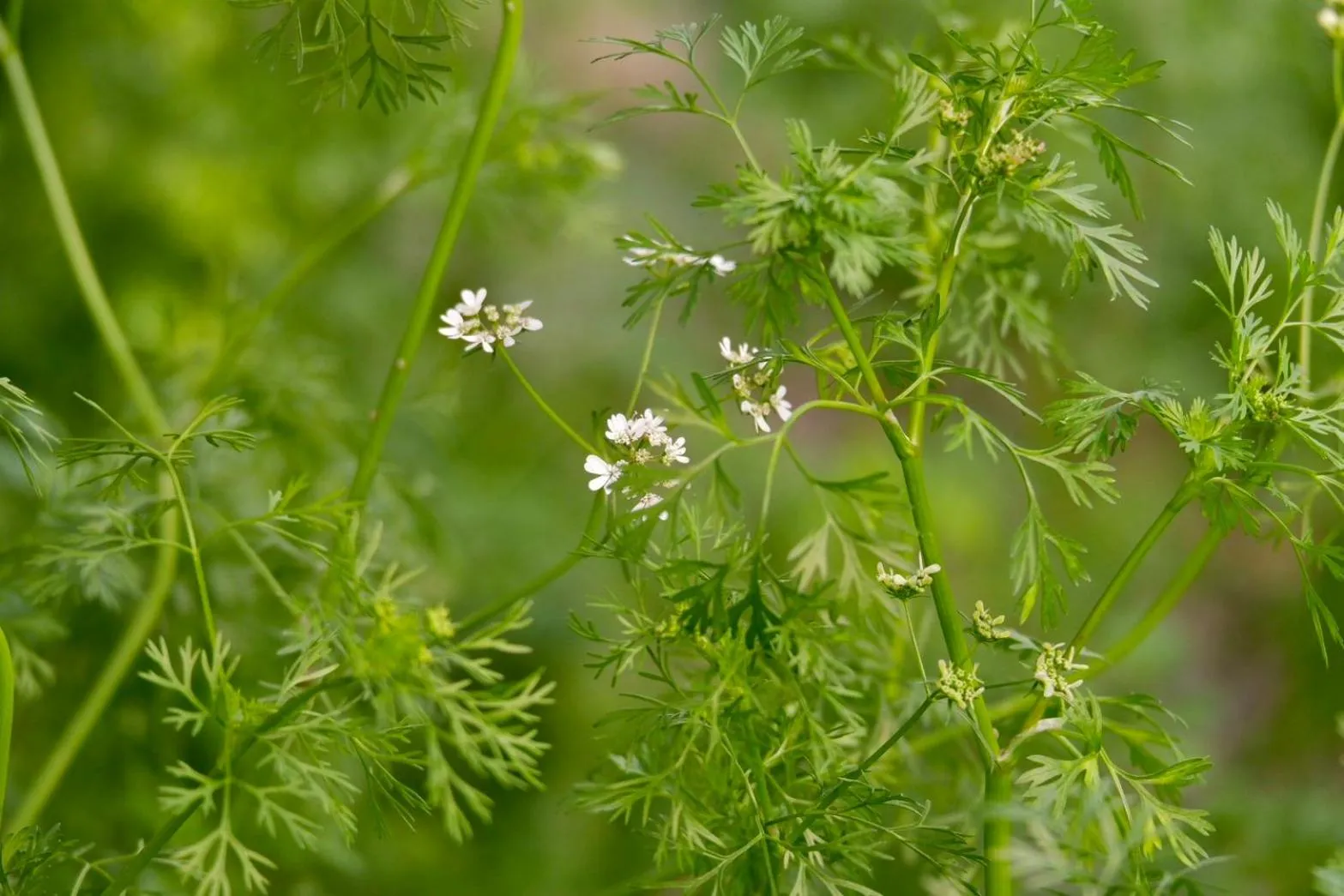 Garden in Garden House Rice Field and Mountain View