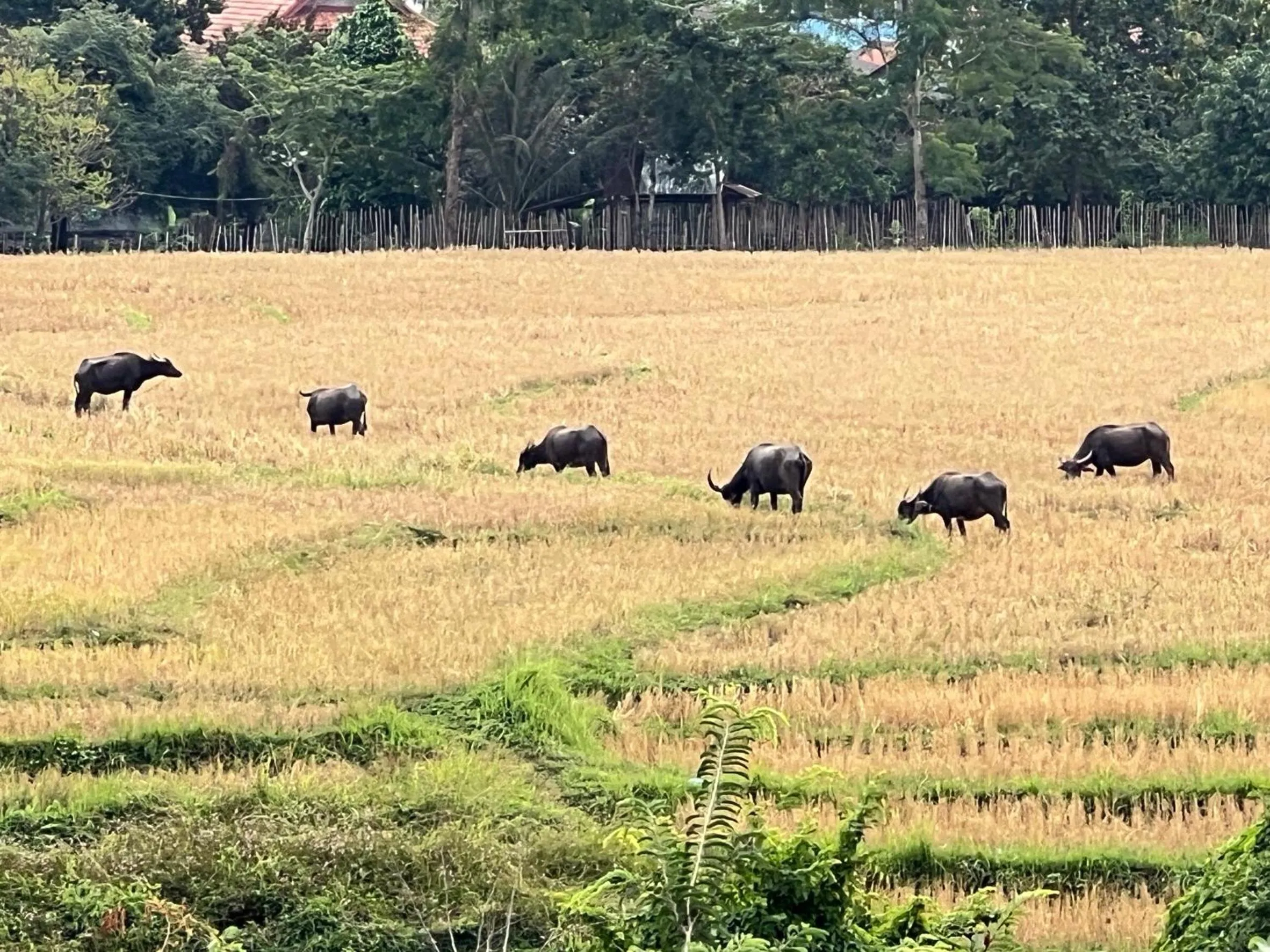 Natural landscape in Garden House Rice Field and Mountain View