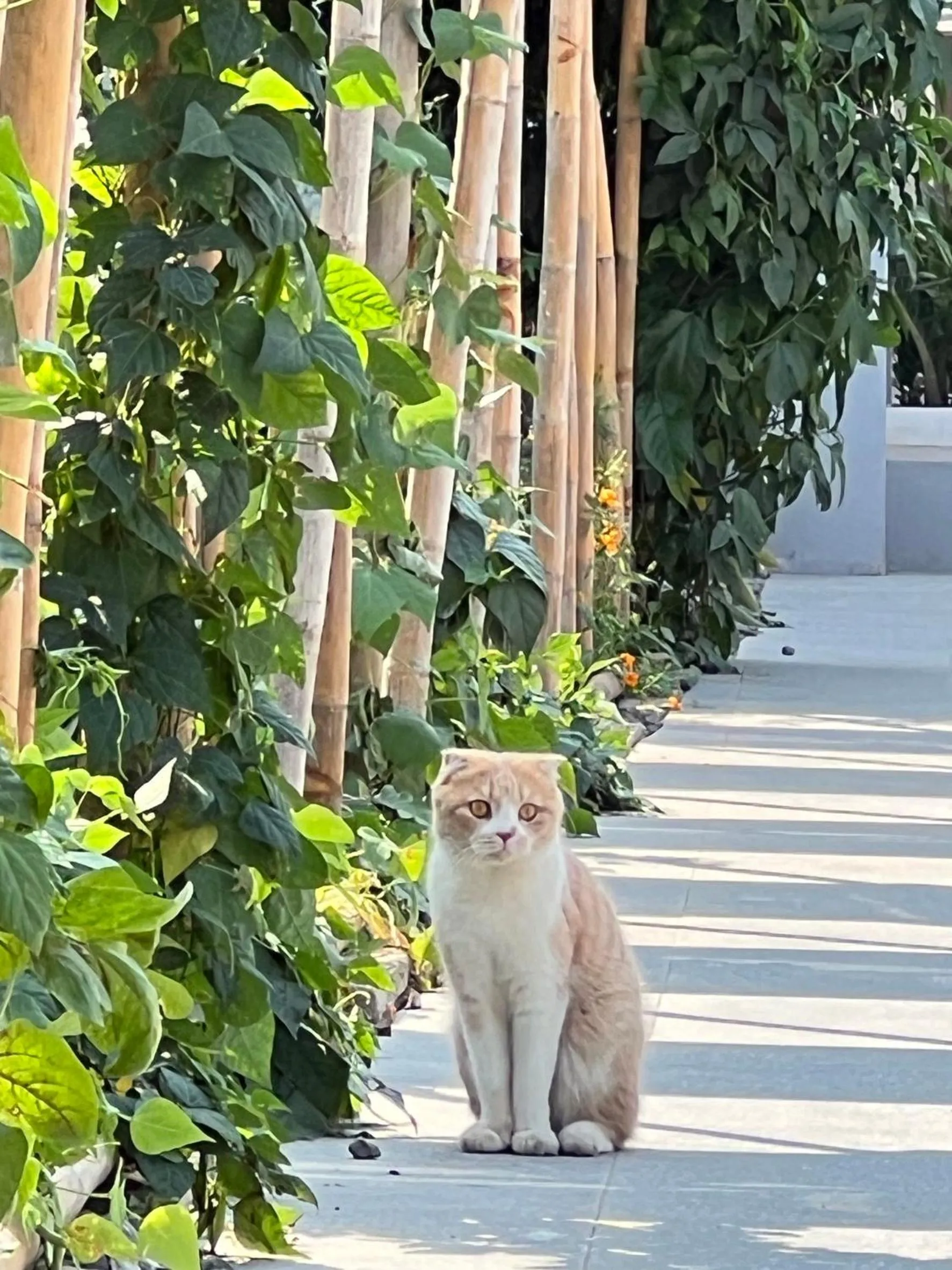 Garden in Garden House Rice Field and Mountain View