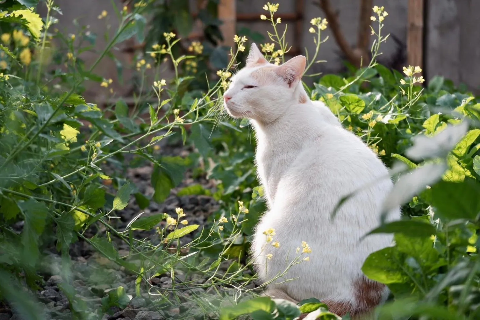 Garden in Garden House Rice Field and Mountain View