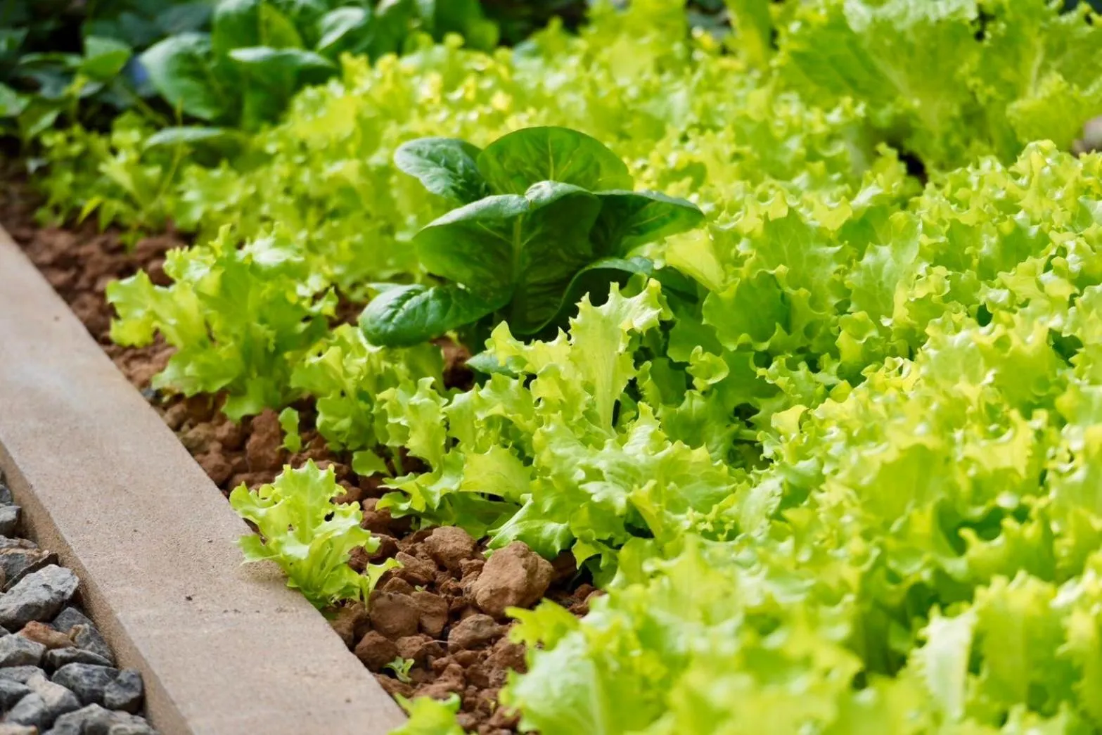 Garden view in Garden House Rice Field and Mountain View