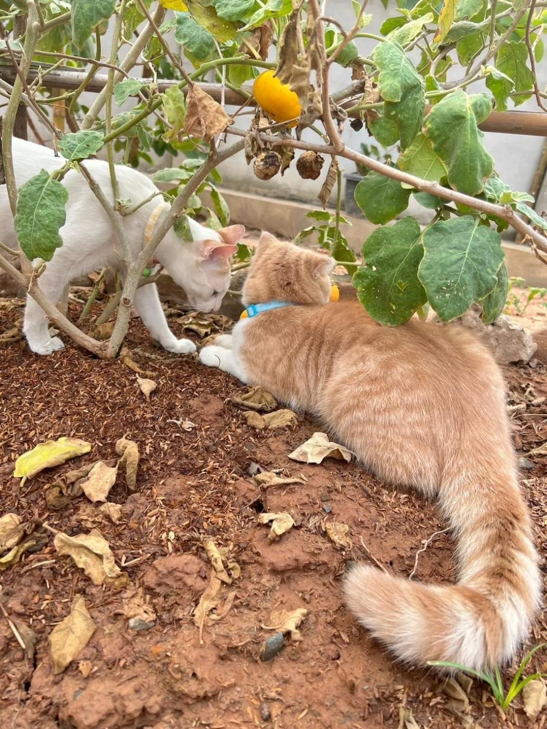 Property building in Garden House Rice Field and Mountain View
