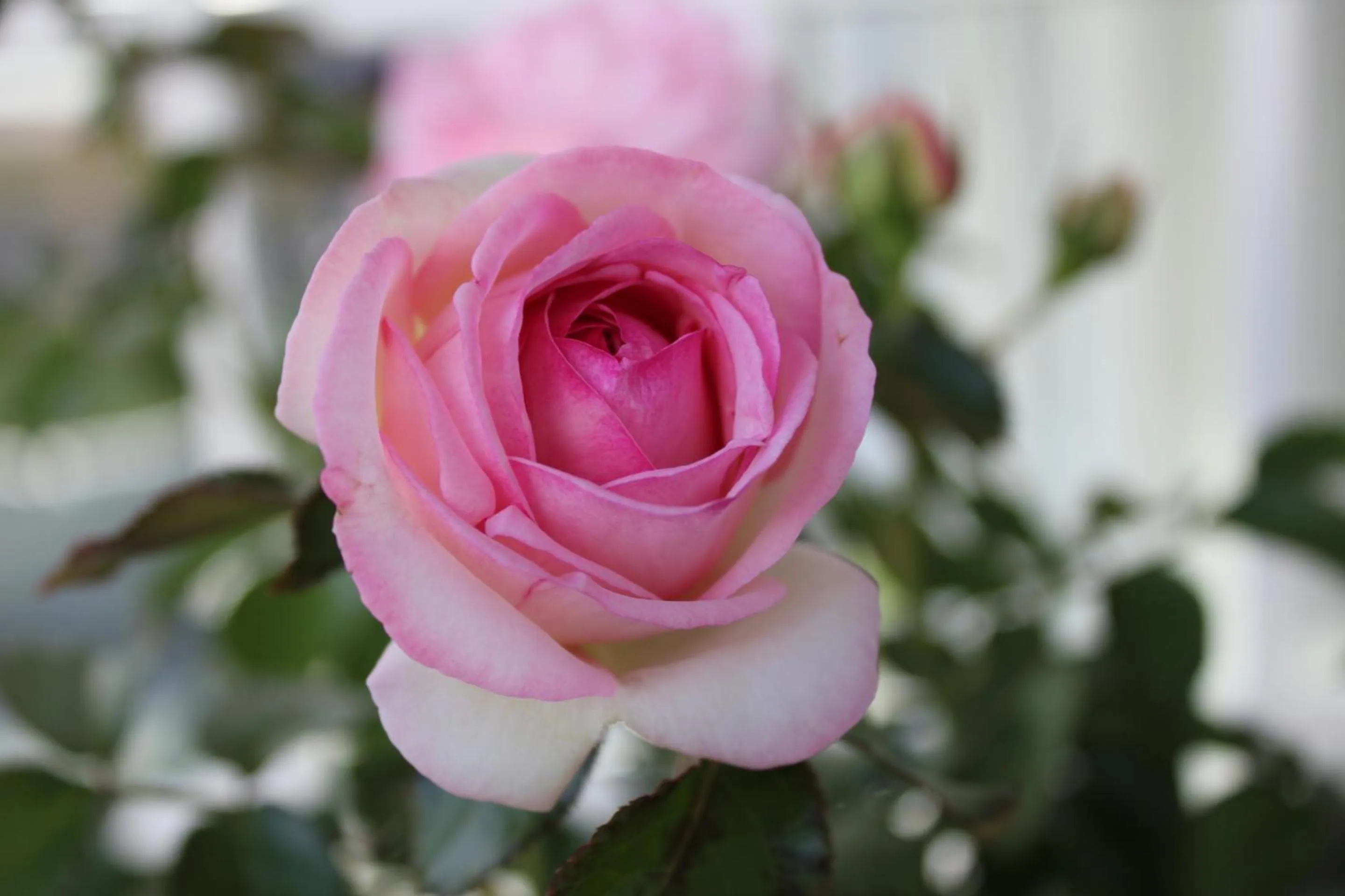 Natural landscape in Rosenhill B&B