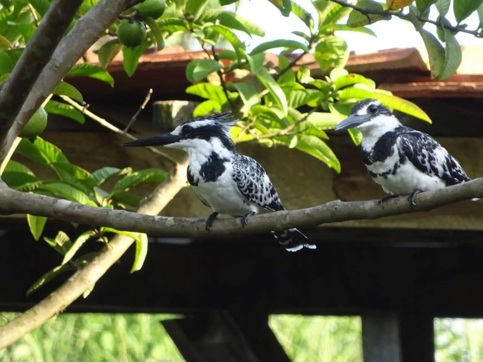 Bird's eye view in Yellow Haven Lodge