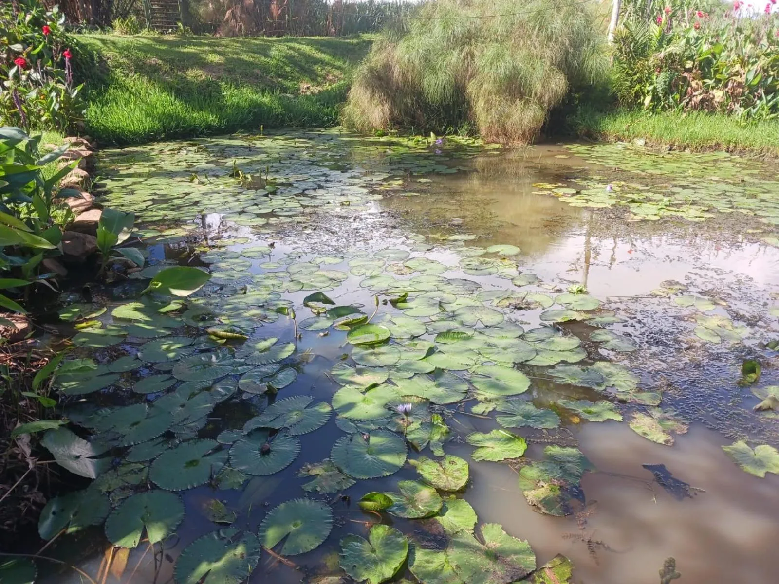 Natural landscape in Yellow Haven Lodge