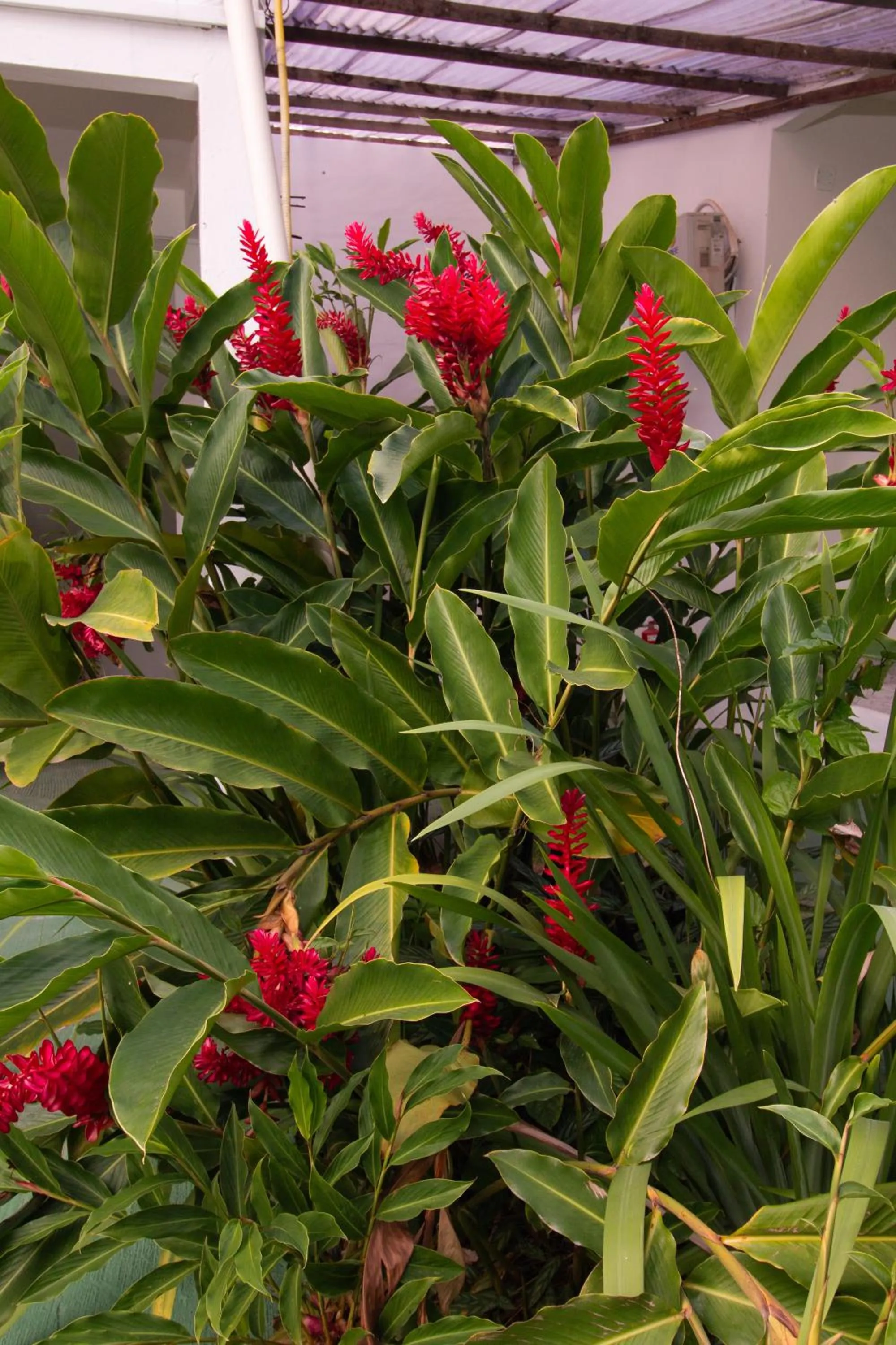Garden in Pousada do Mineiro