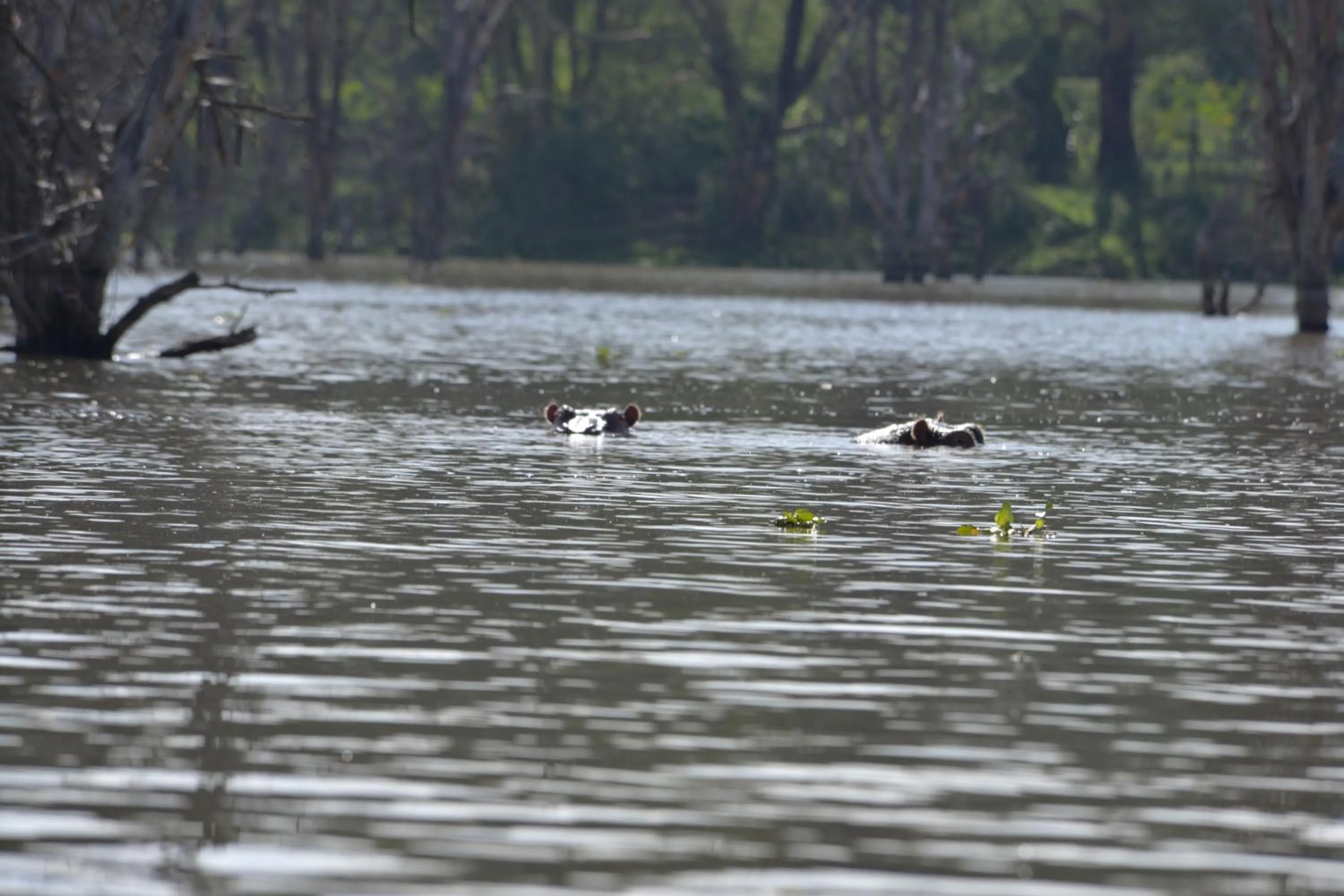 Lake view in Burch's Resort Naivasha