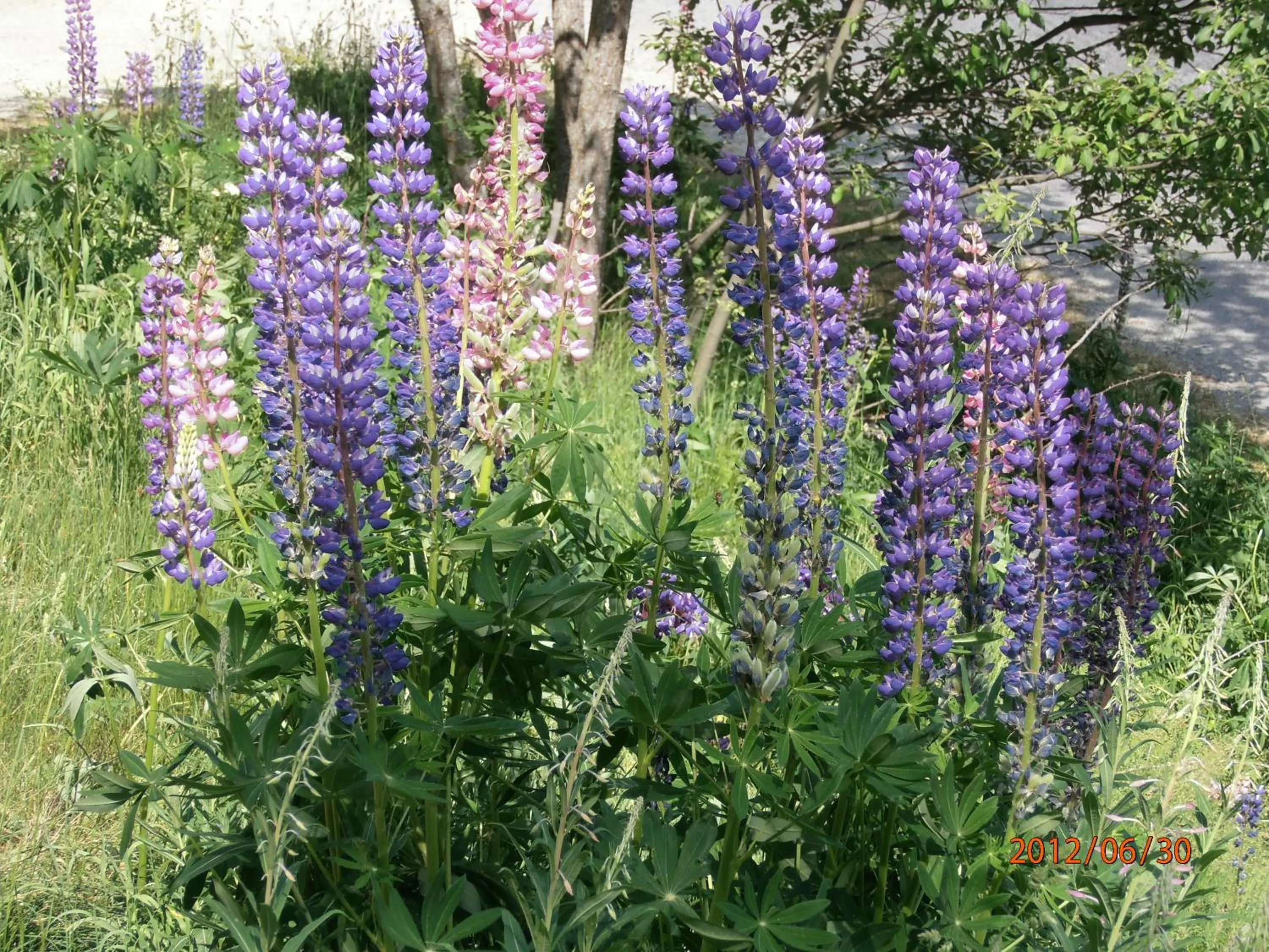 Decorative detail in Chalet les lupins-T3