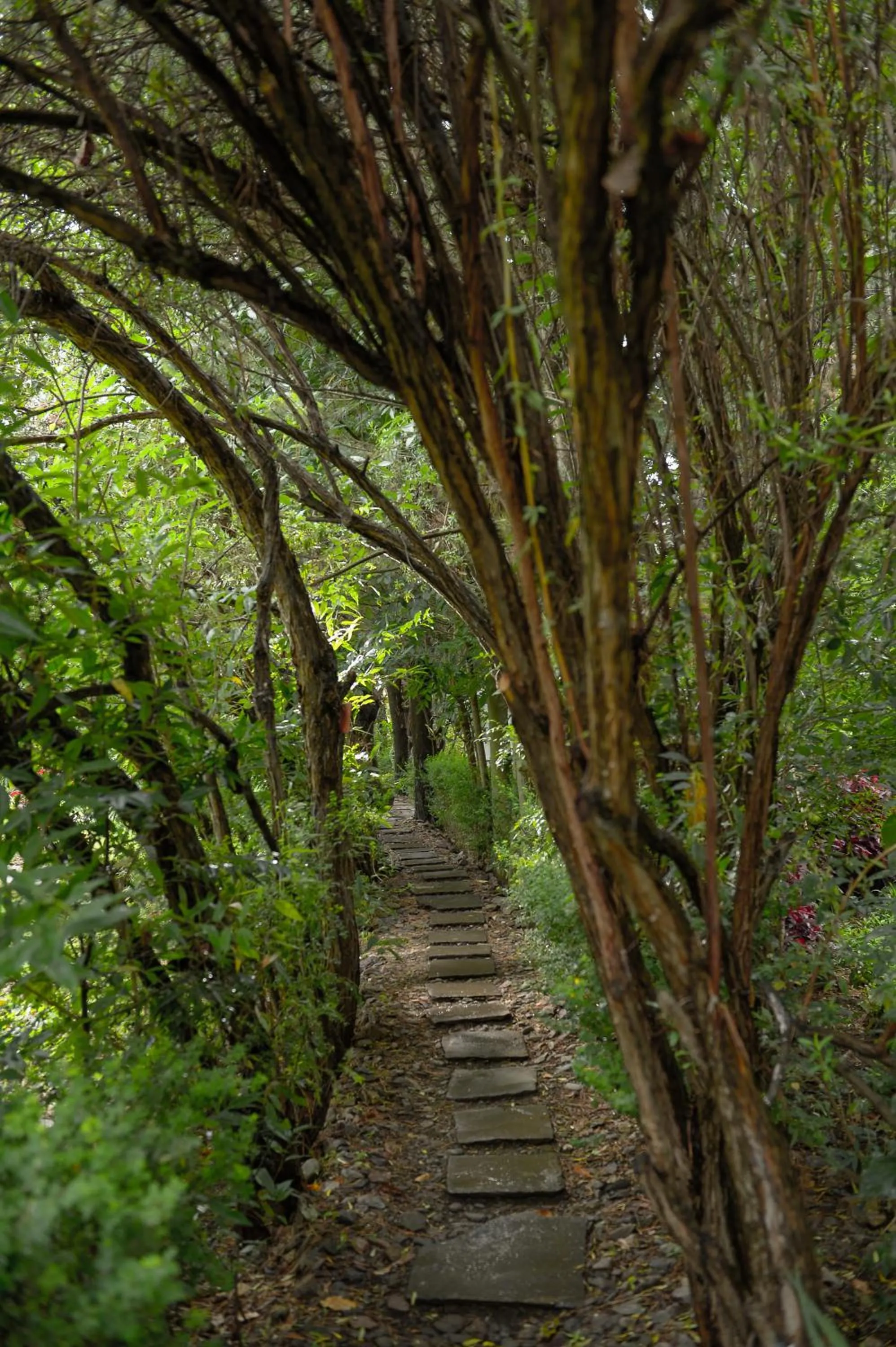 Garden in Hotel Samanapaq