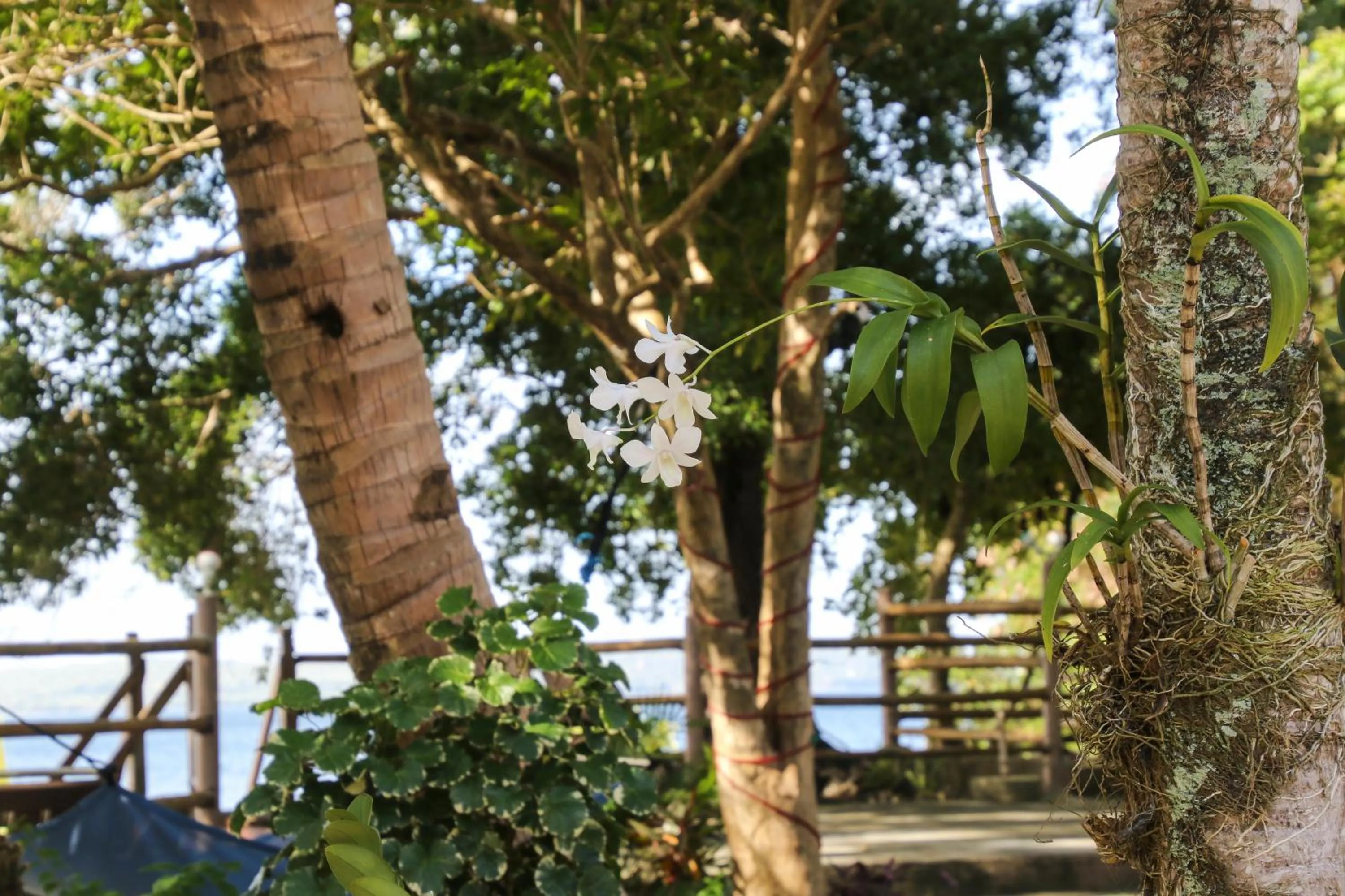 Garden in Isla Hayahay Beach Resort and Restaurant