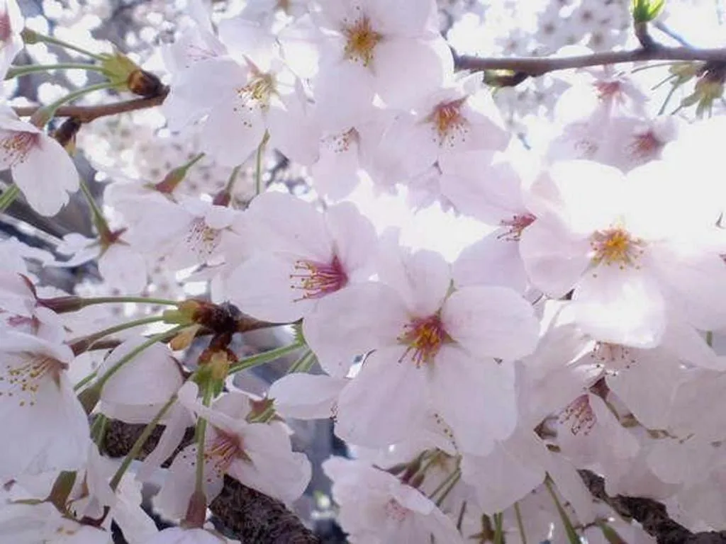 Hotel Sunroute Kyoto