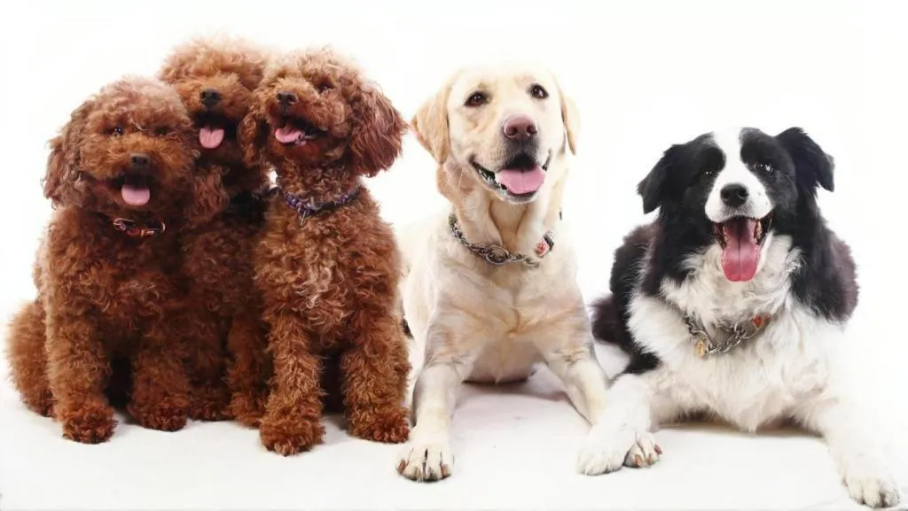 Izukogen Wanwan Paradise Condominium