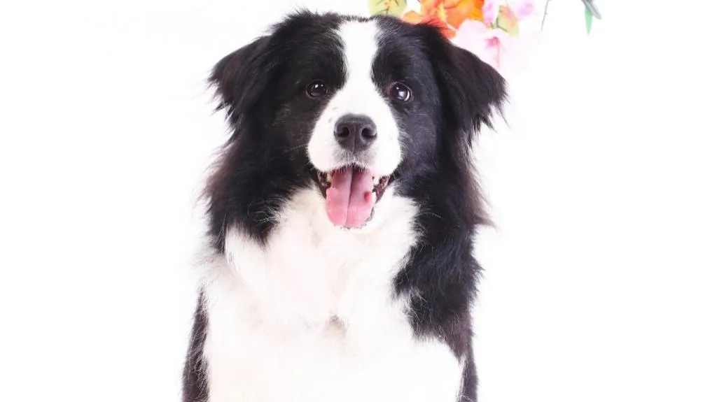 Izukogen Wanwan Paradise Condominium