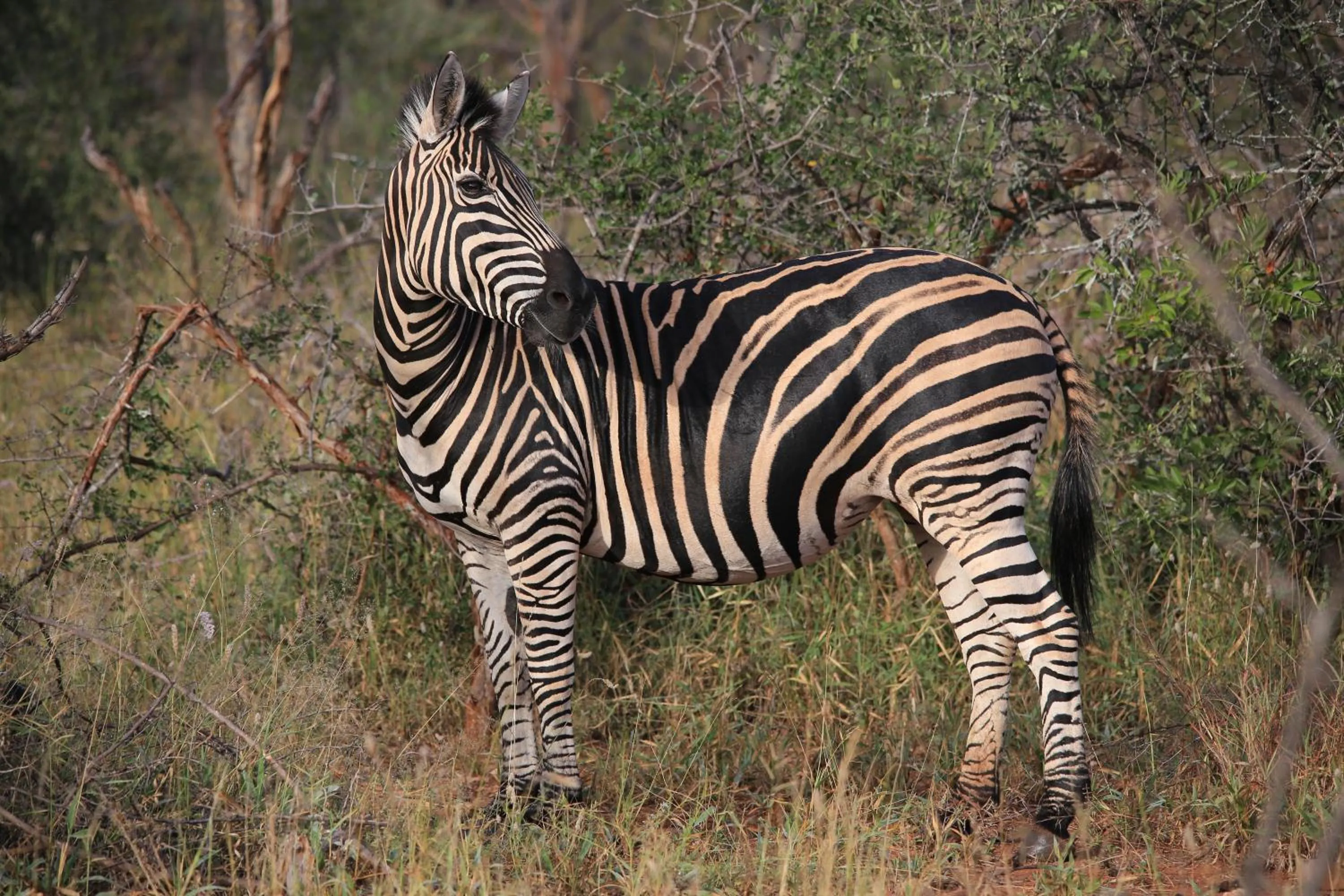 Natural landscape in Maninghi Lodge