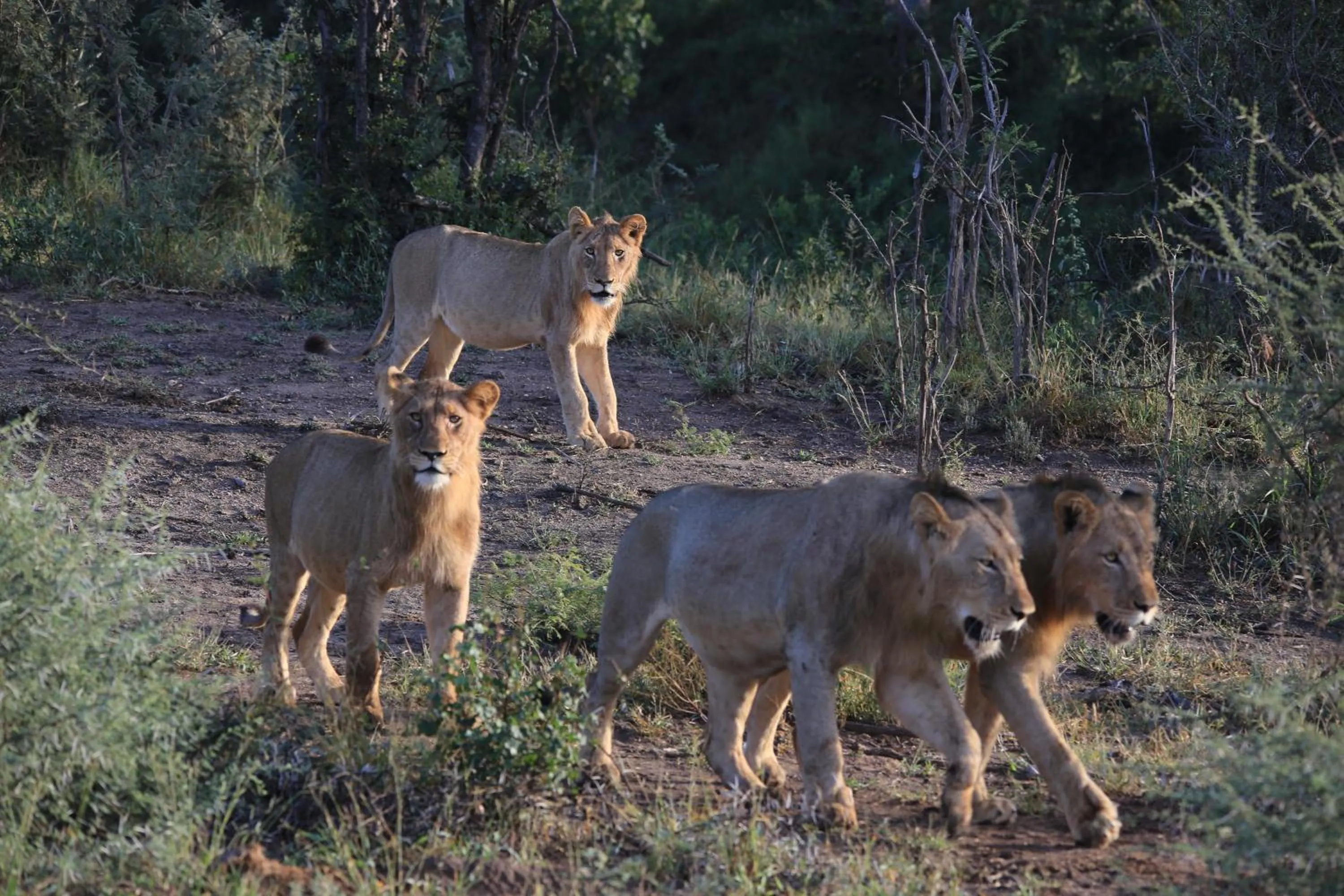 Natural landscape in Maninghi Lodge