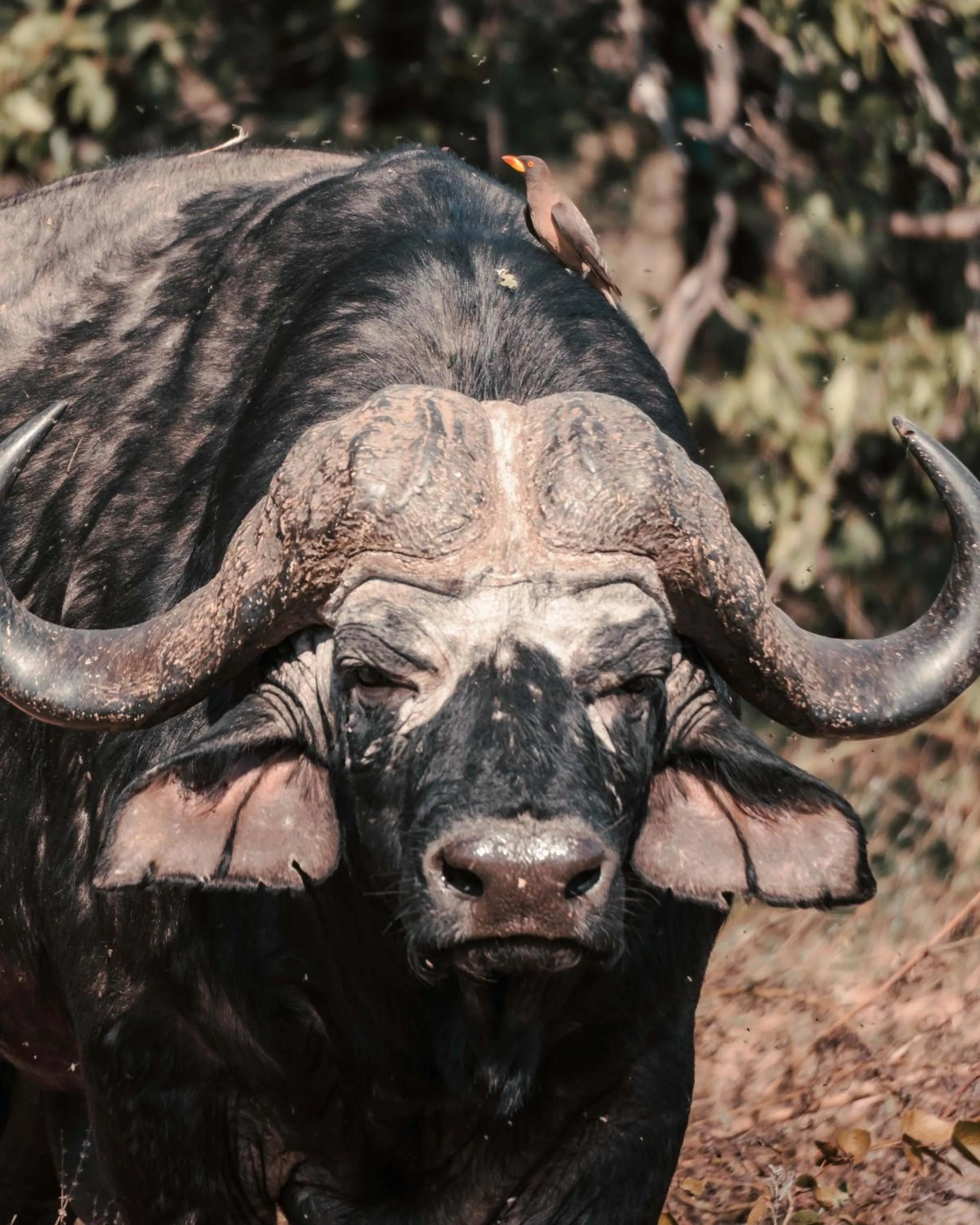 View (from property/room) in Maninghi Lodge