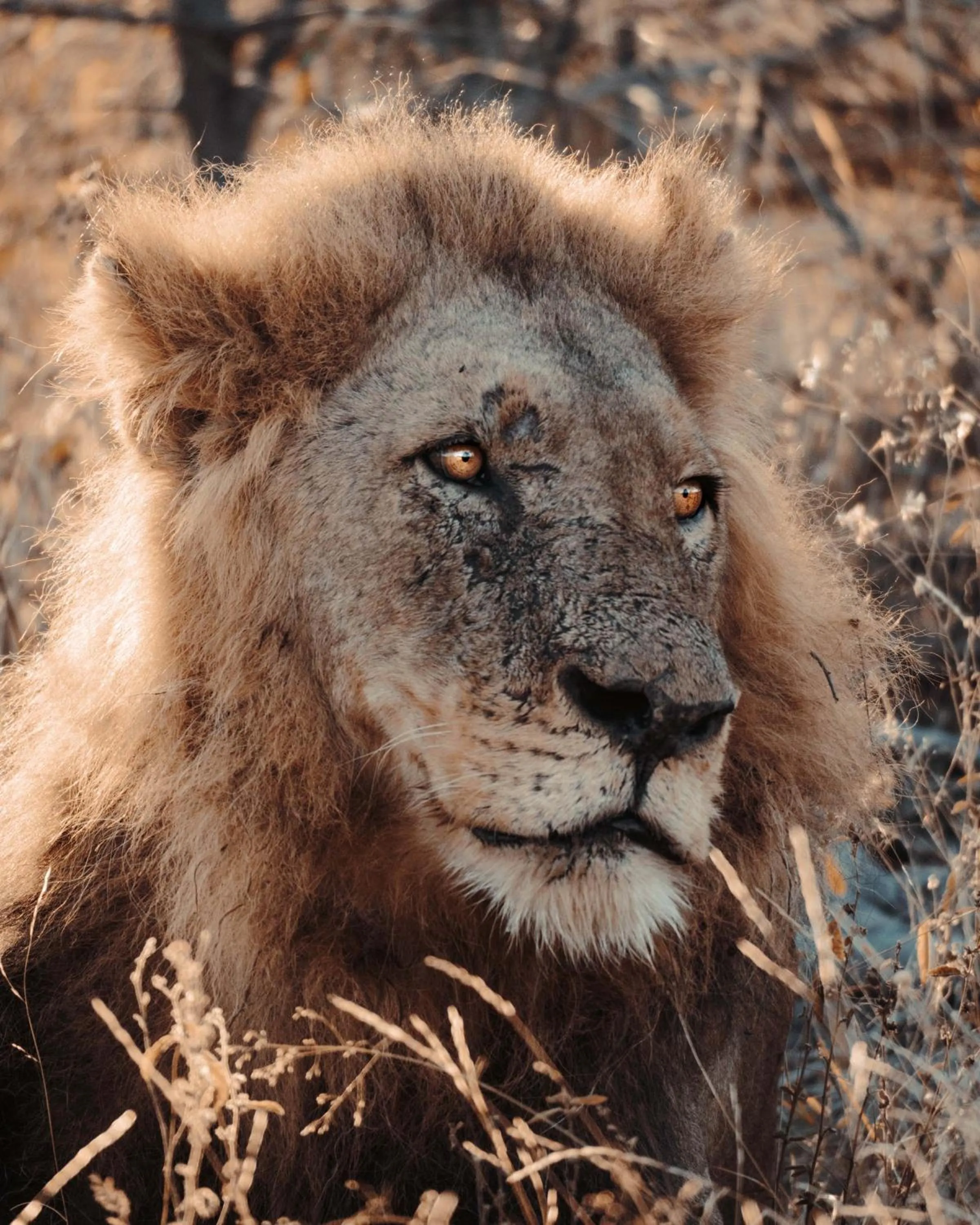 View (from property/room) in Maninghi Lodge