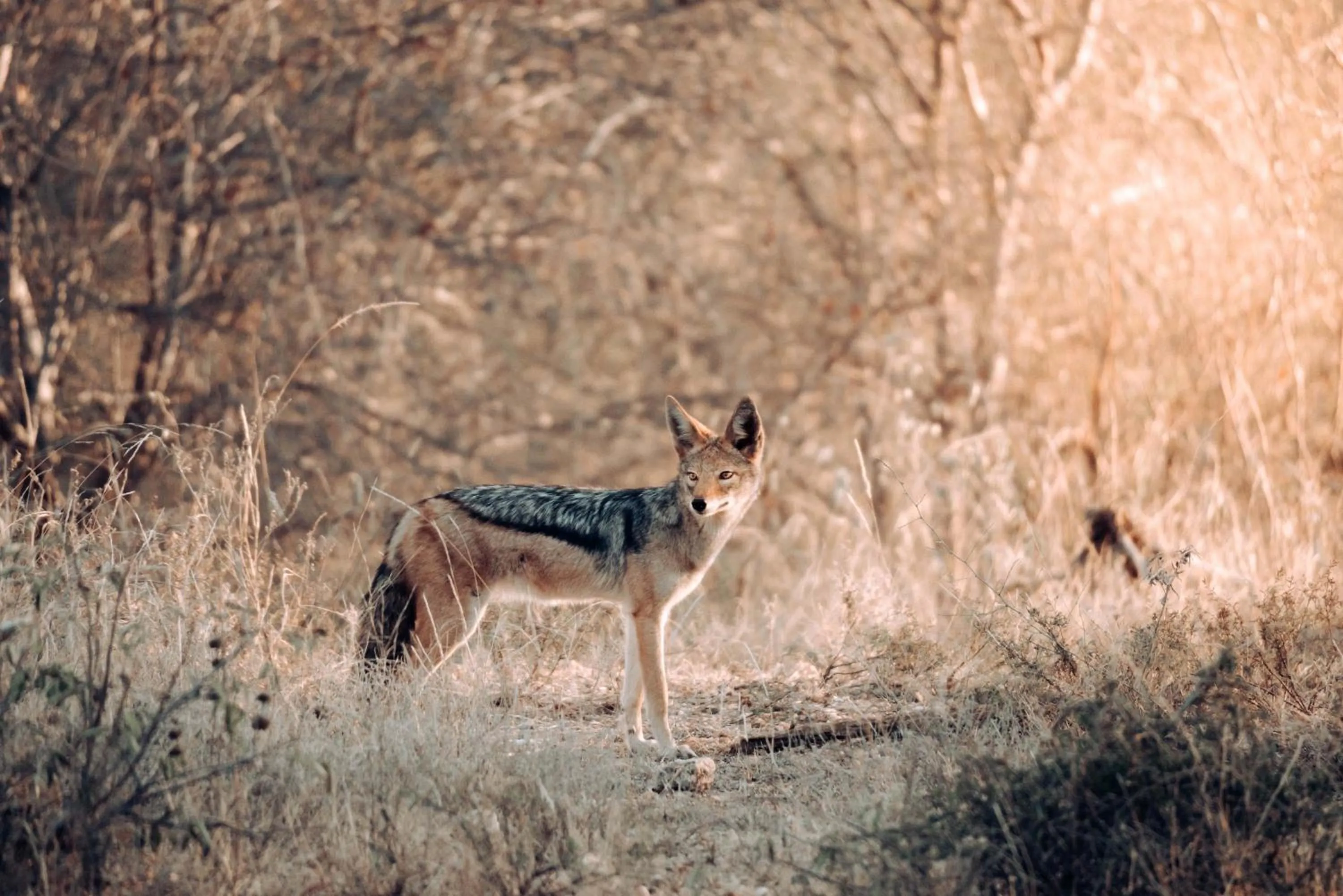 View (from property/room) in Maninghi Lodge