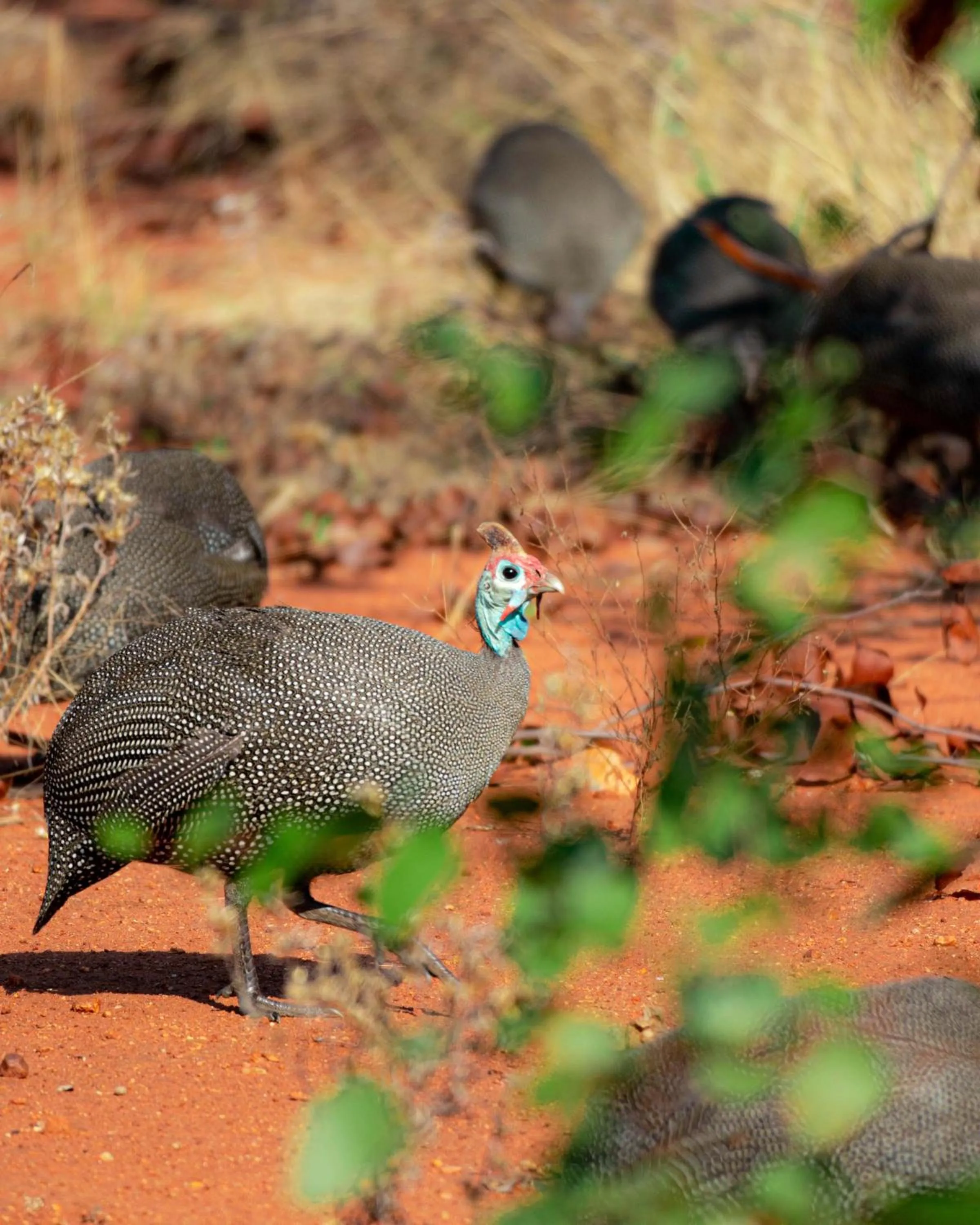 View (from property/room) in Maninghi Lodge