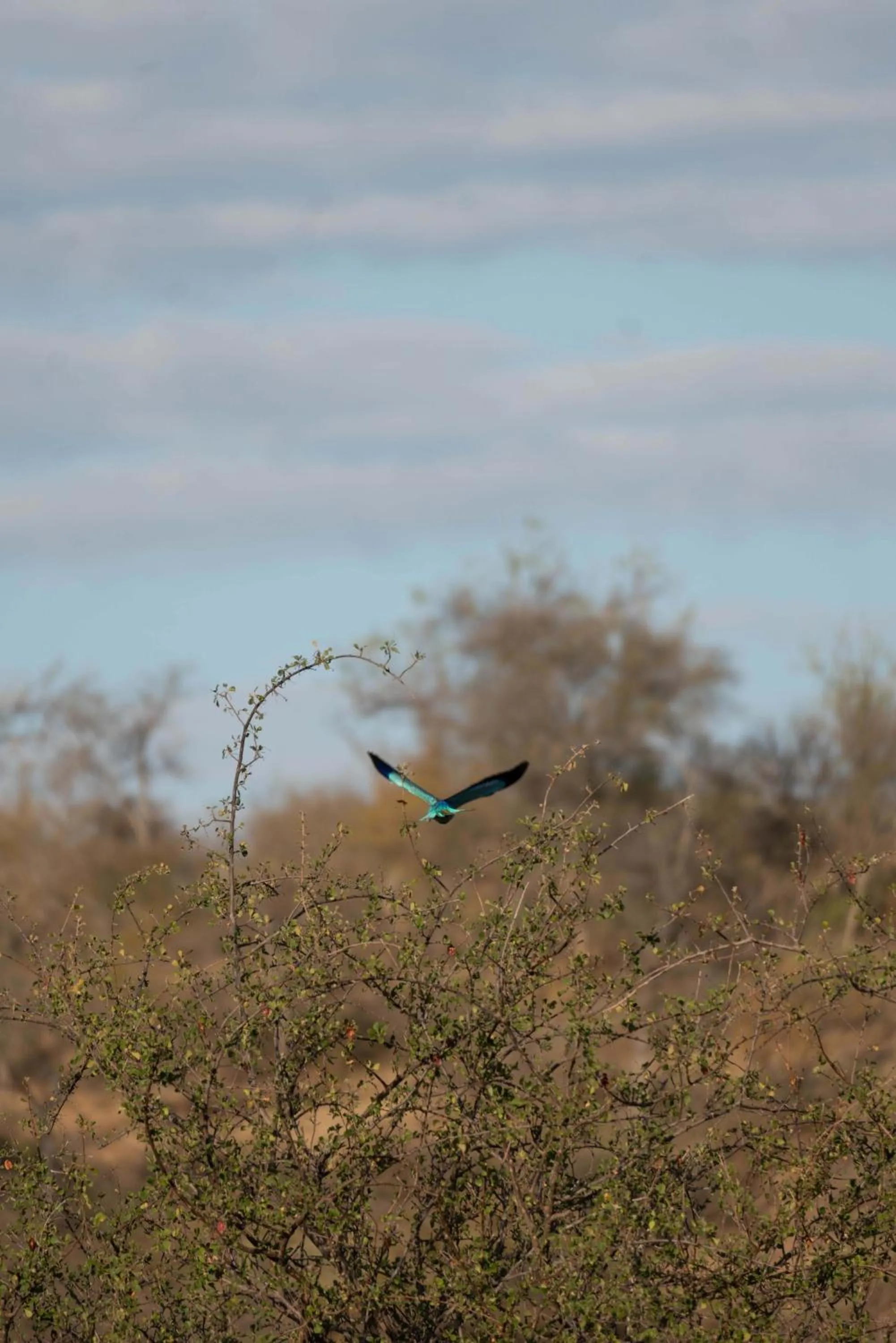 View (from property/room) in Maninghi Lodge