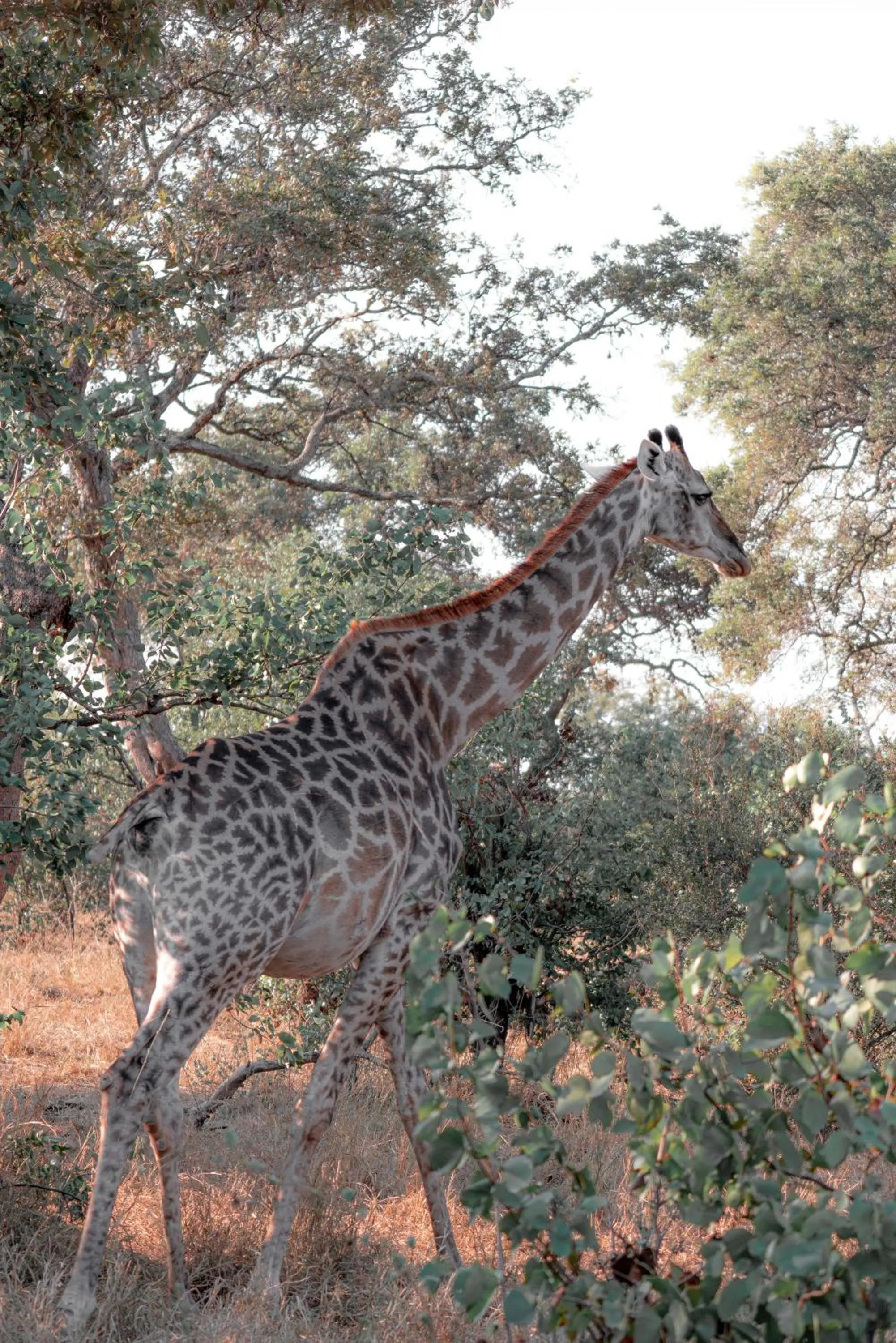 View (from property/room) in Maninghi Lodge