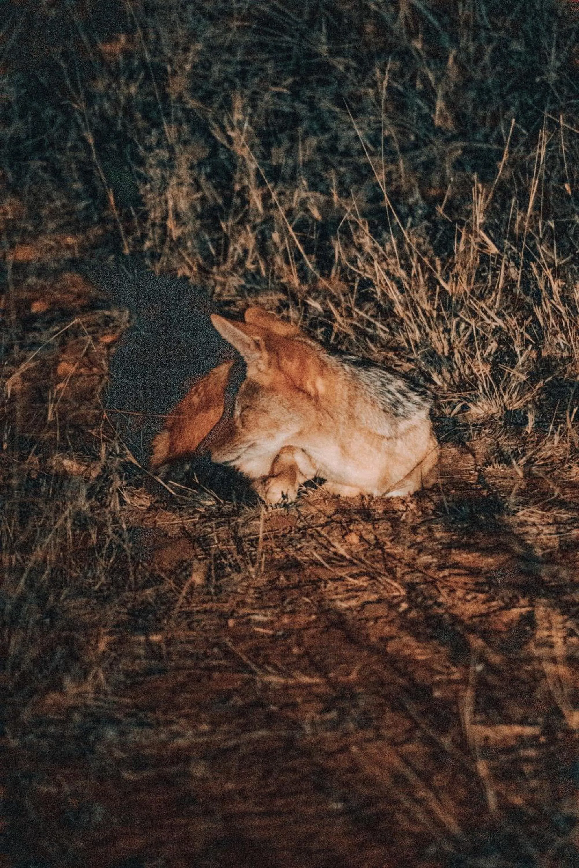 View (from property/room) in Maninghi Lodge