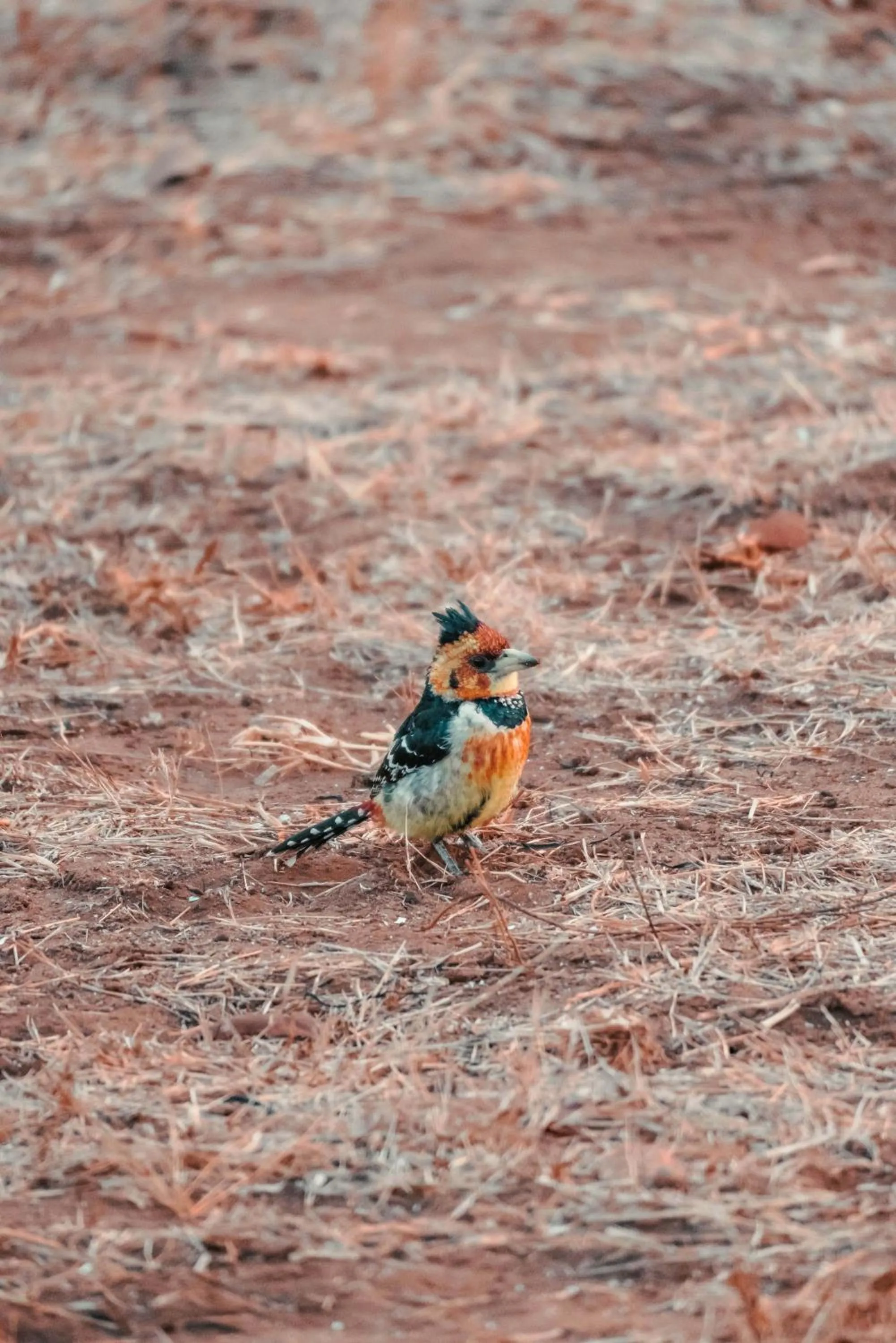View (from property/room) in Maninghi Lodge