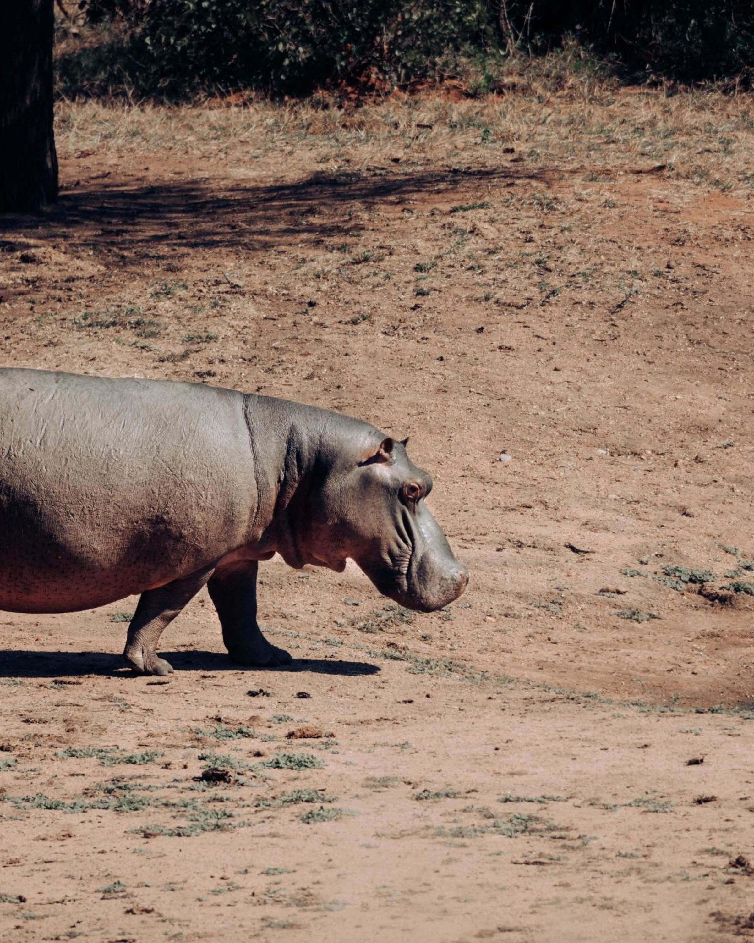 View (from property/room) in Maninghi Lodge