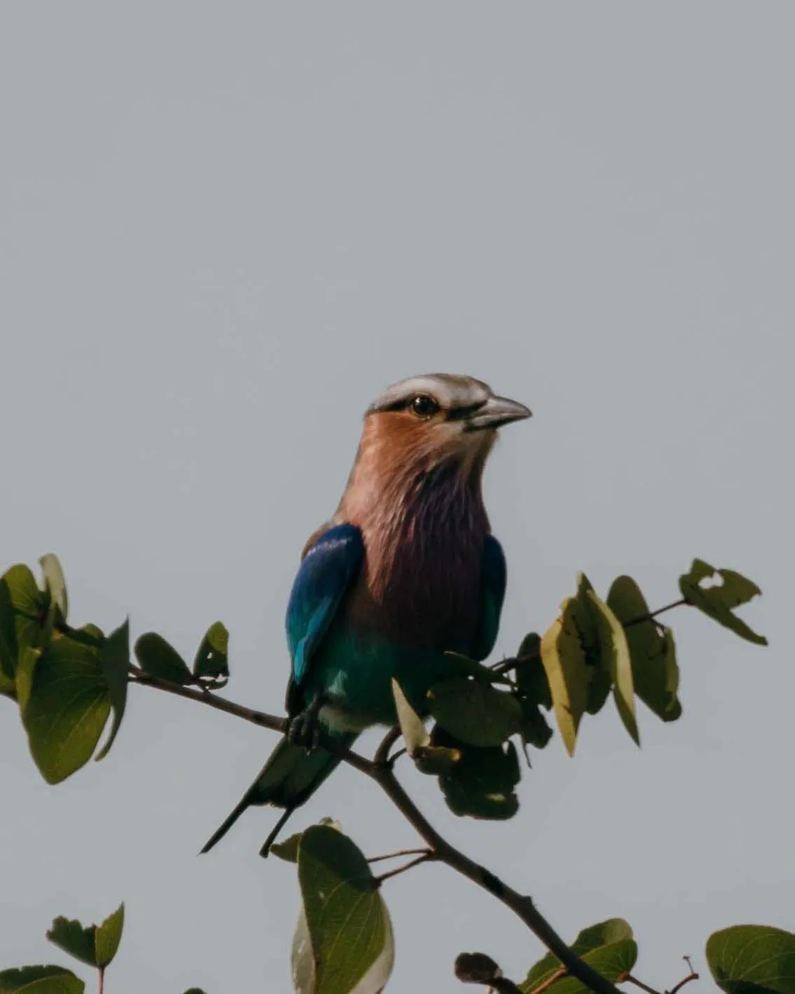 Bird's eye view in Maninghi Lodge