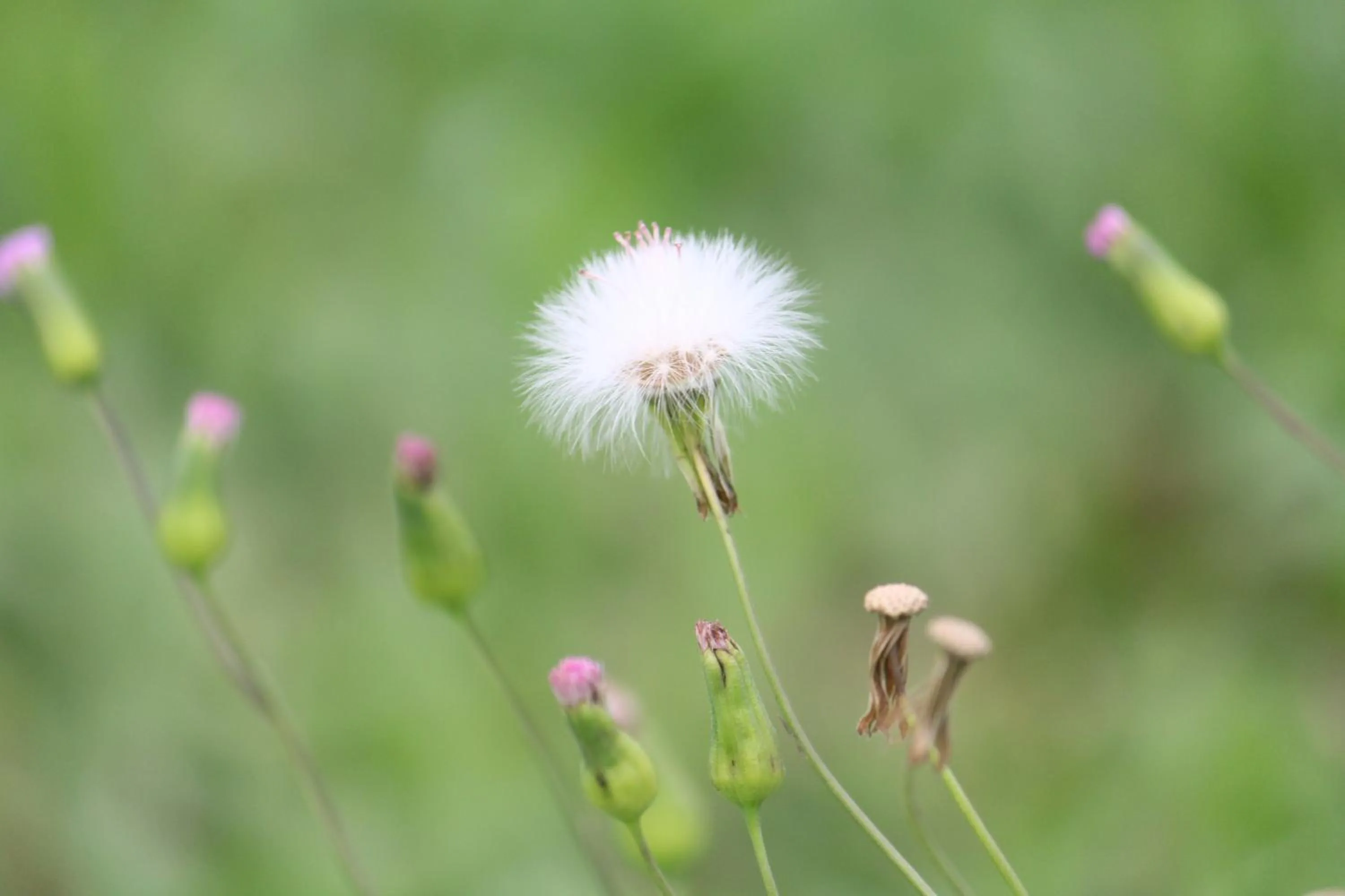 Garden in West Old House