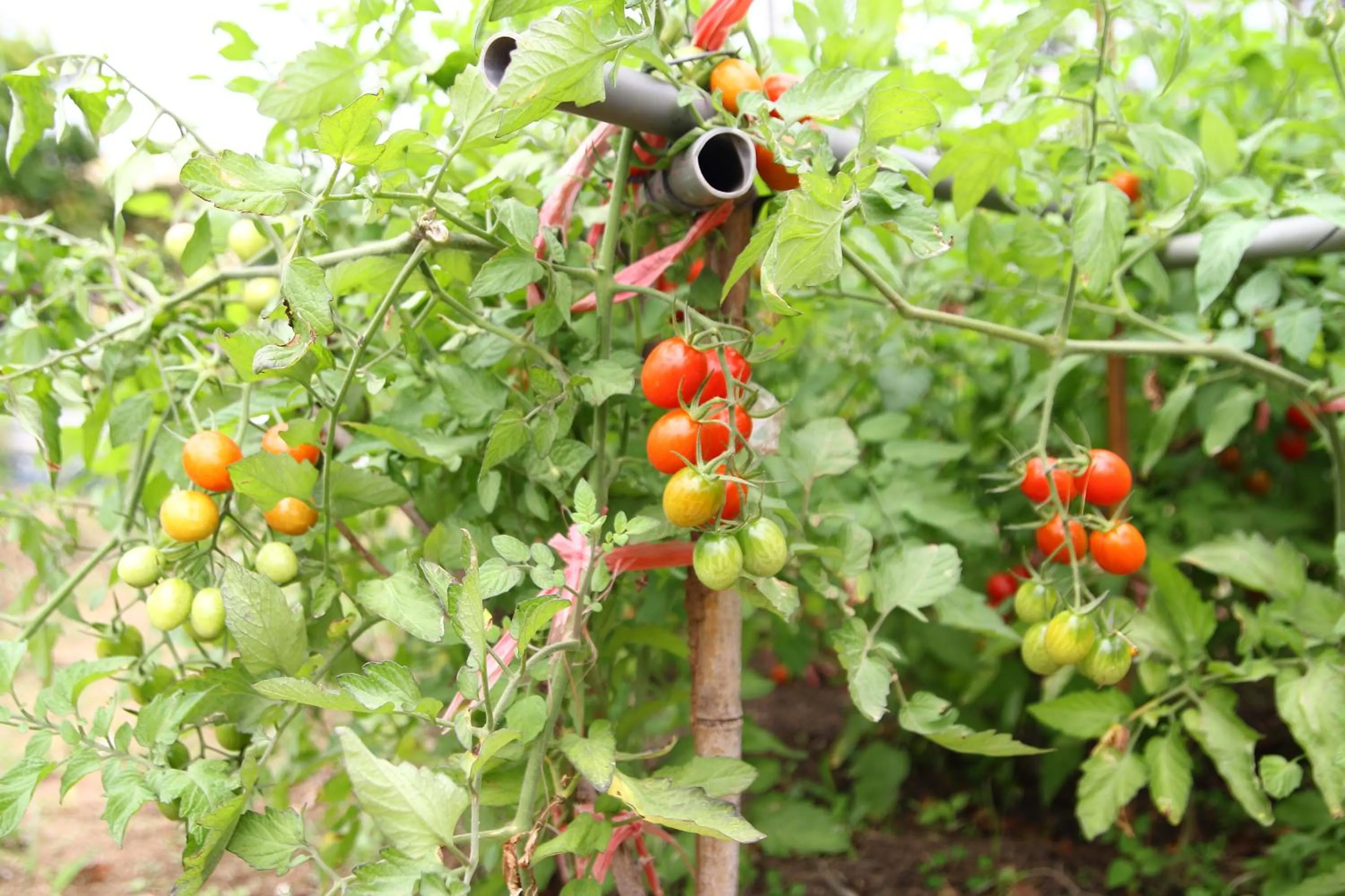 Garden in West Old House