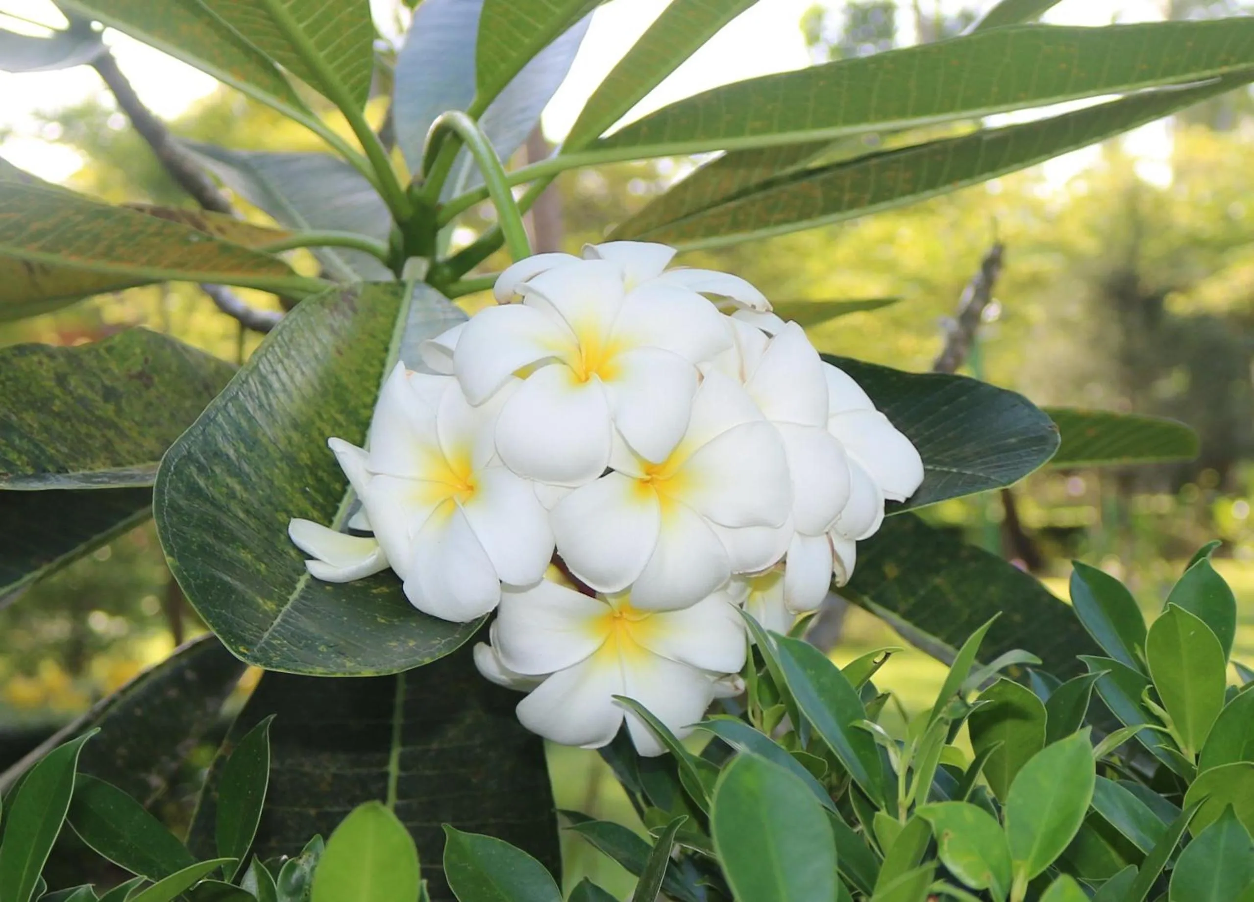 Natural landscape in Rasa sayang Resort - SHA Certificate