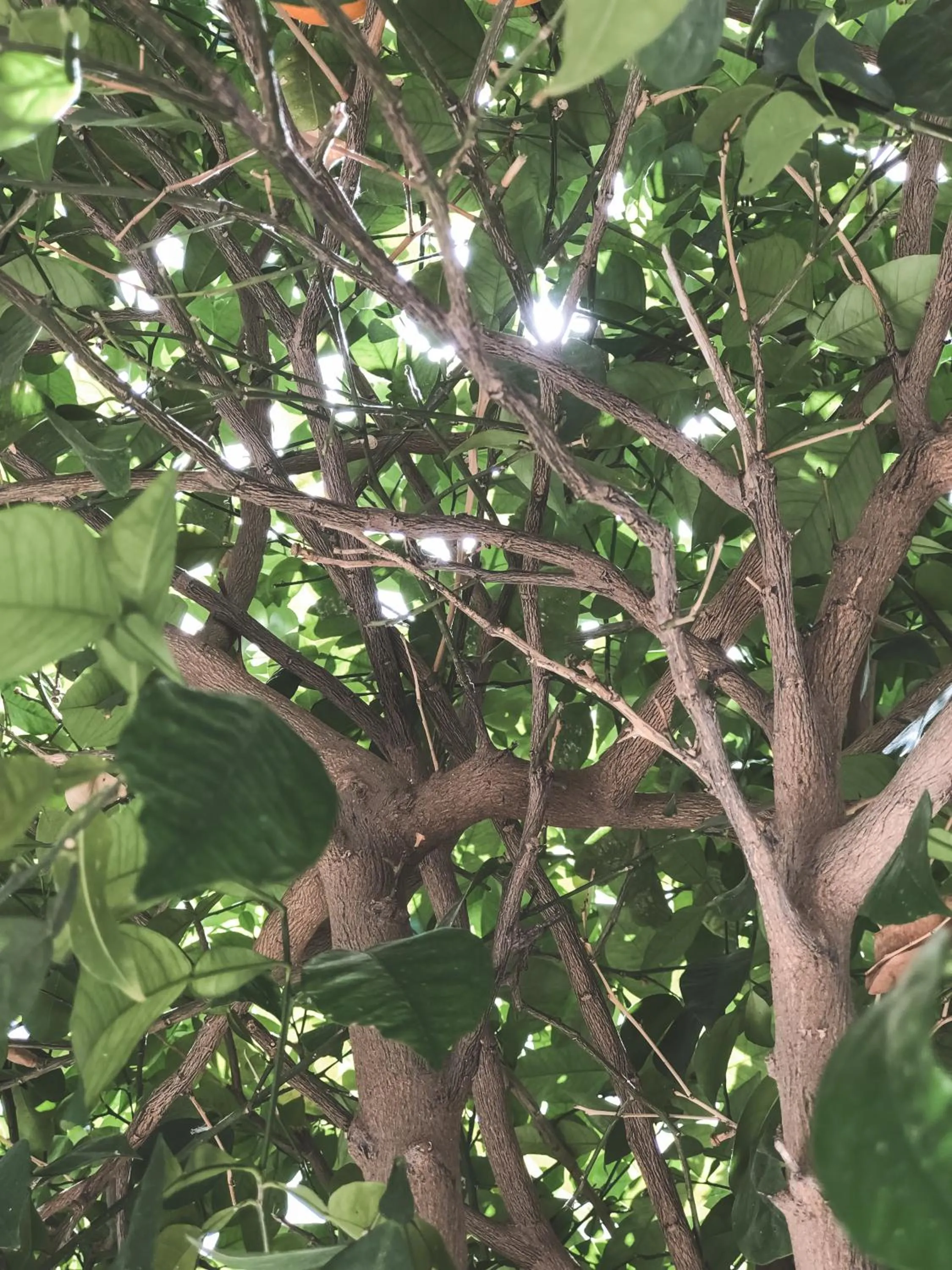 Garden in Riad Dar-K