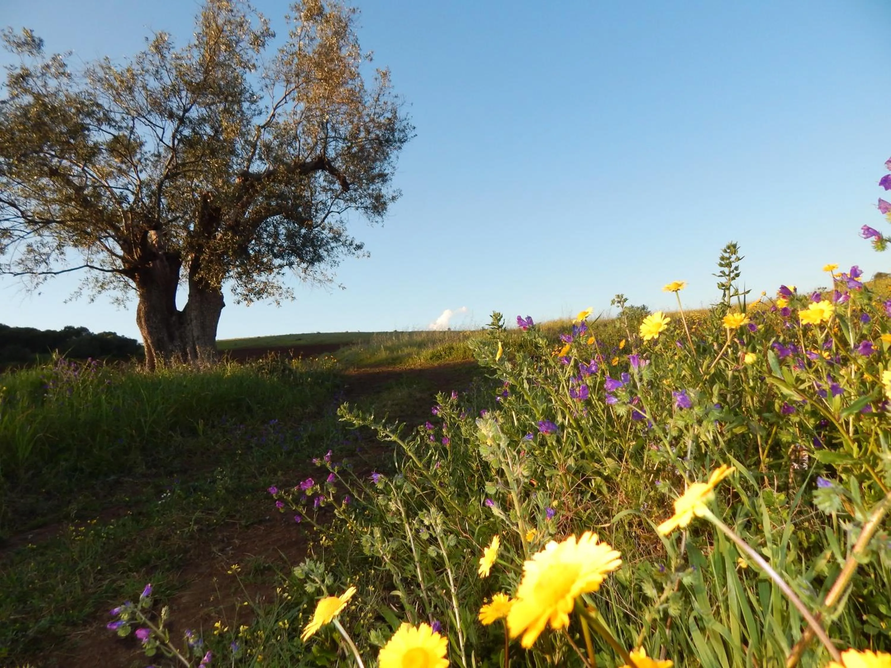 Natural landscape in Quinta das Ratoeiras