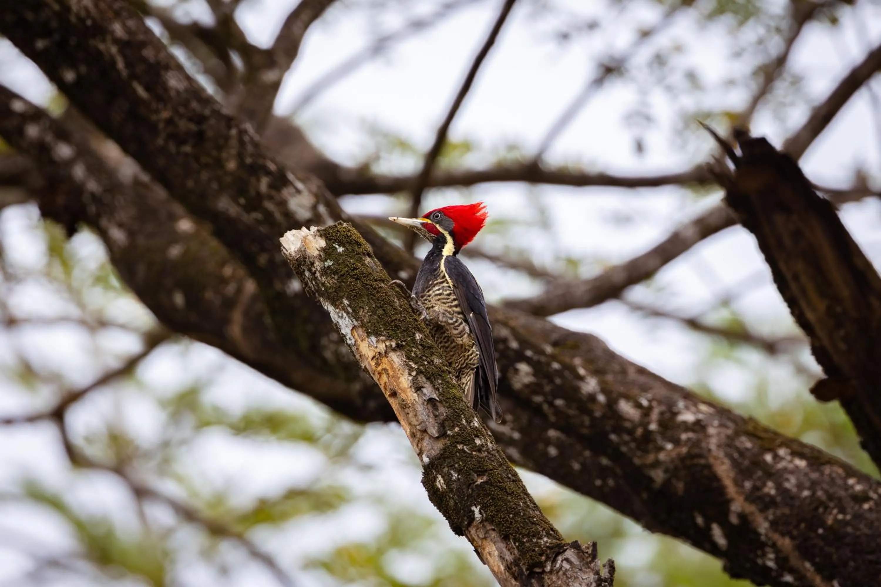 Day in Domo Nosara Boutique Hotel