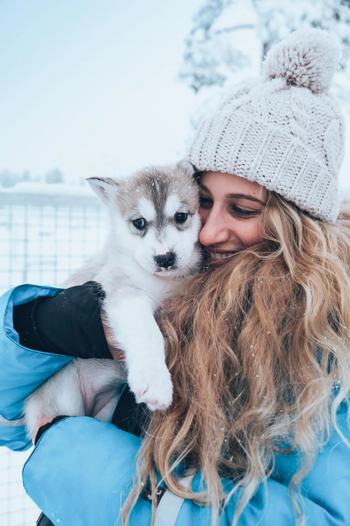 Animals in Wilderness Hotel Muotka & Igloos