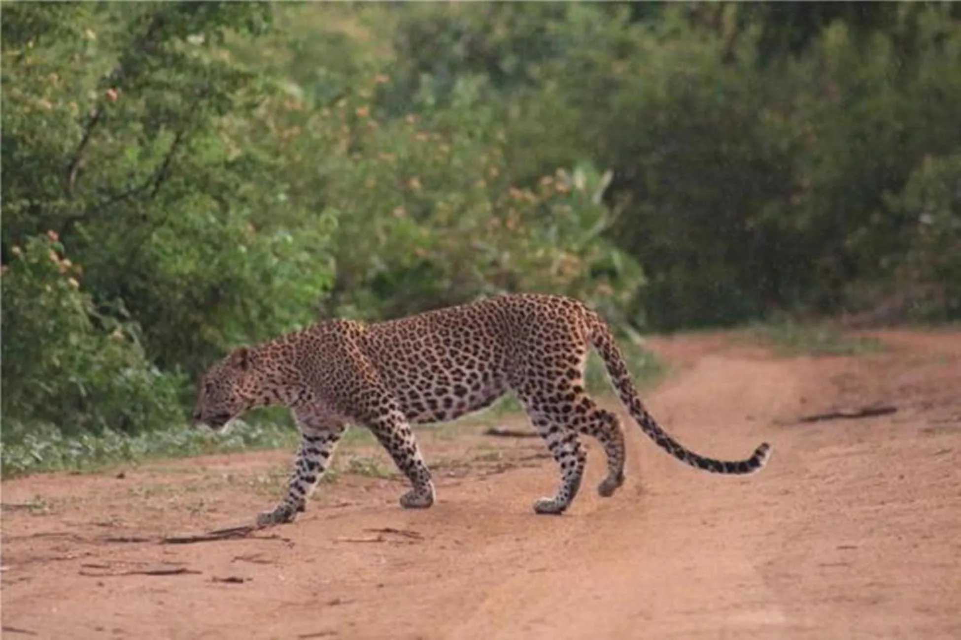 Activities in Green heaven safari resort Udawalawa