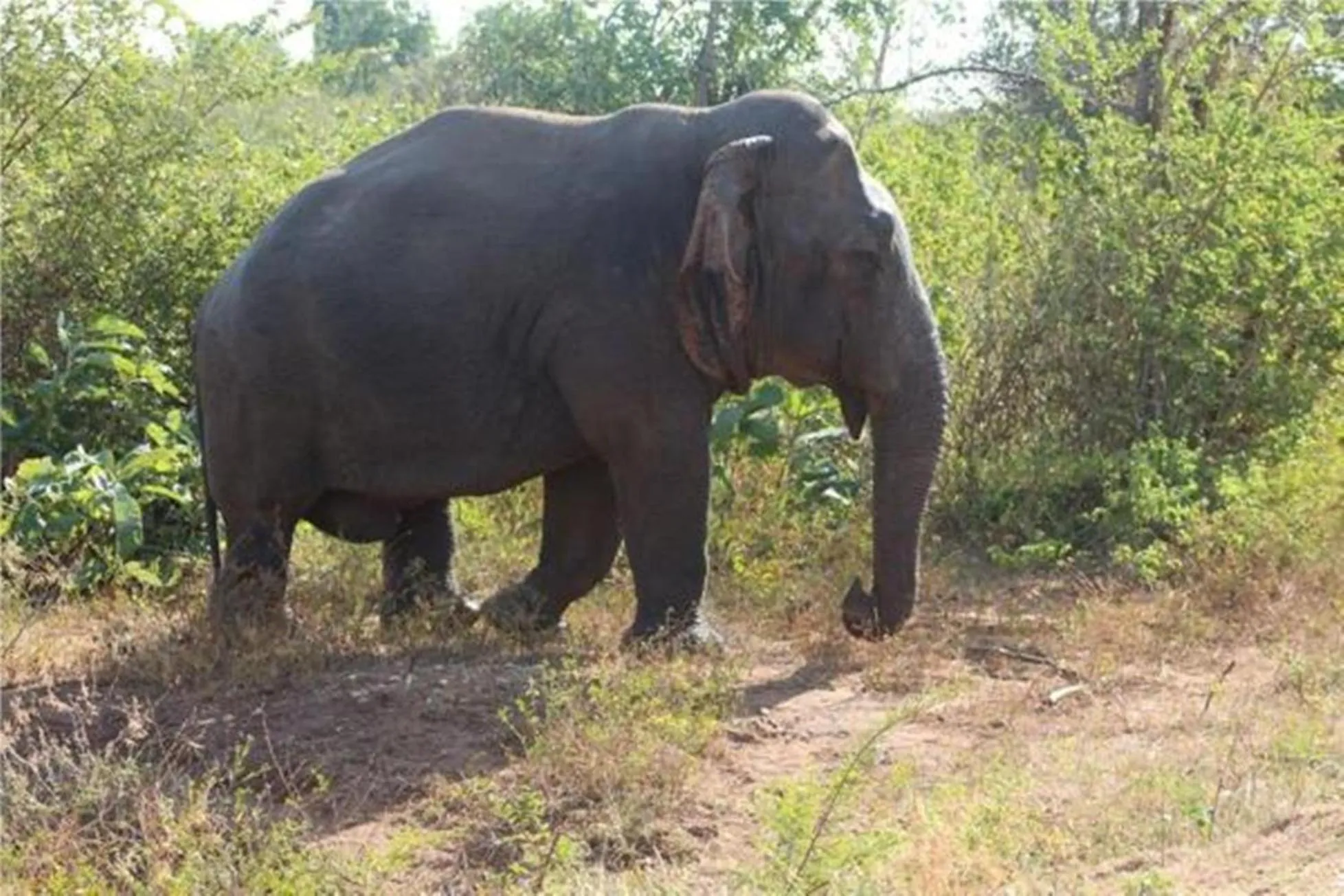Activities in Green heaven safari resort Udawalawa