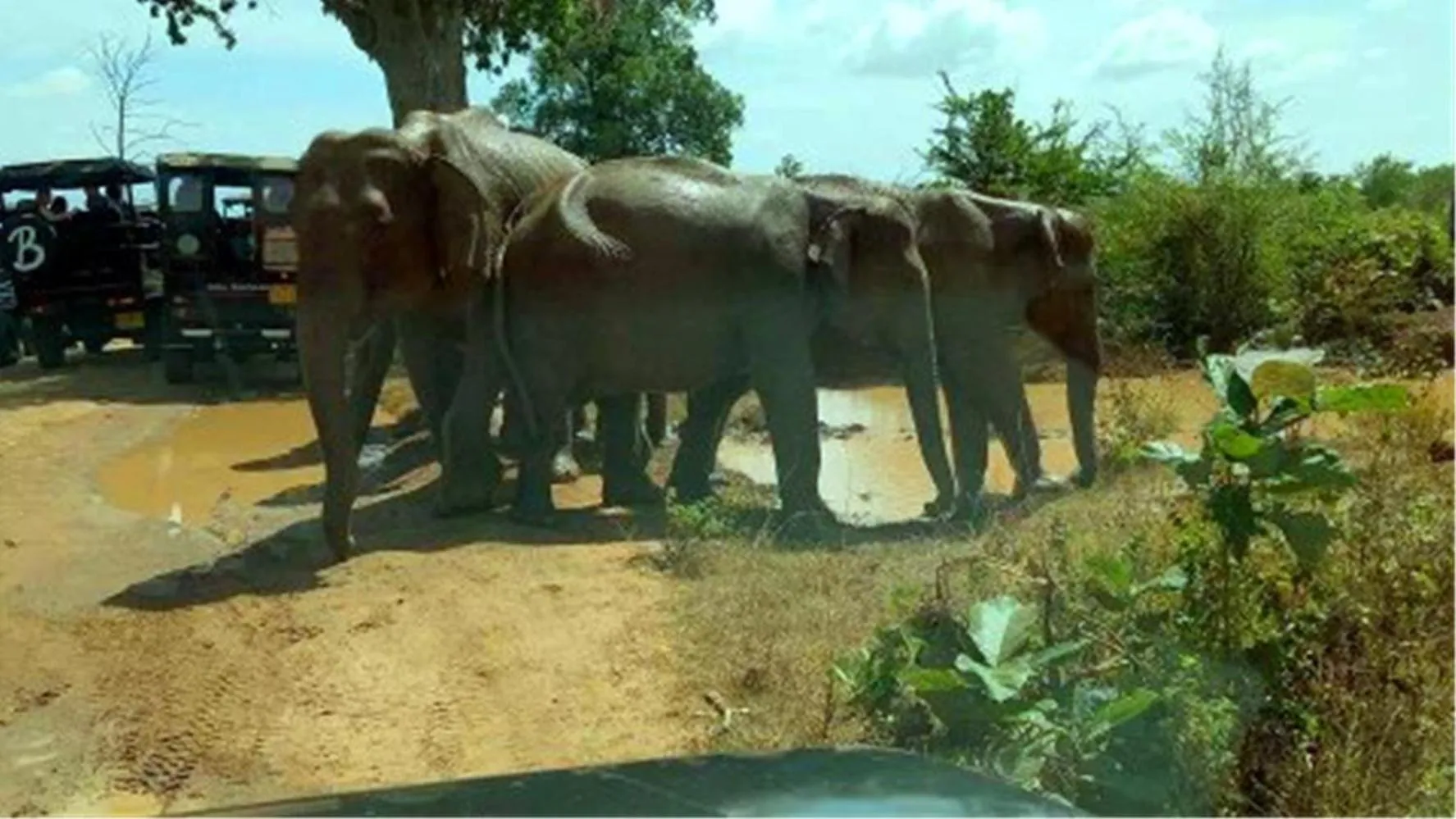 Activities in Green heaven safari resort Udawalawa