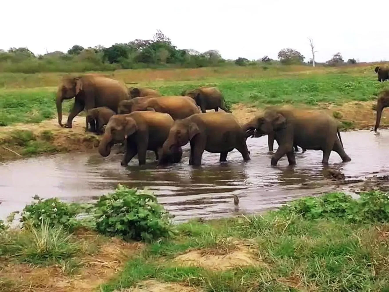 Activities in Green heaven safari resort Udawalawa