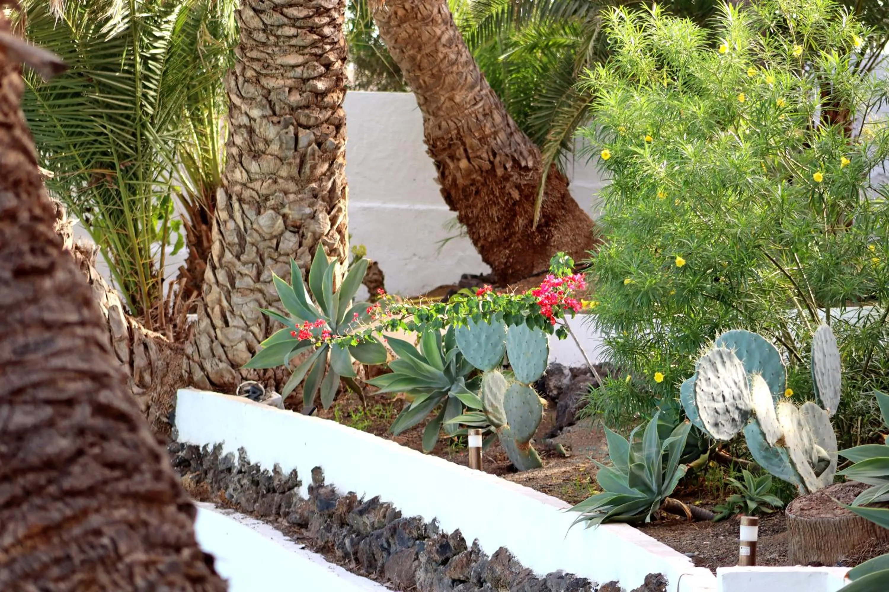 Garden in Cortijo San Ignacio