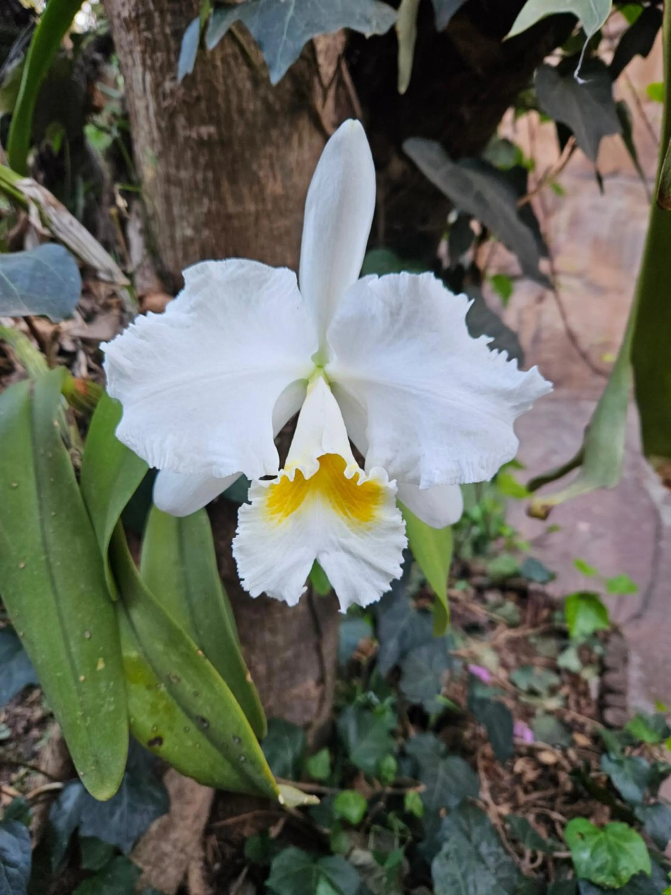 Garden in 61 On Ireland Guest House and Conferencing