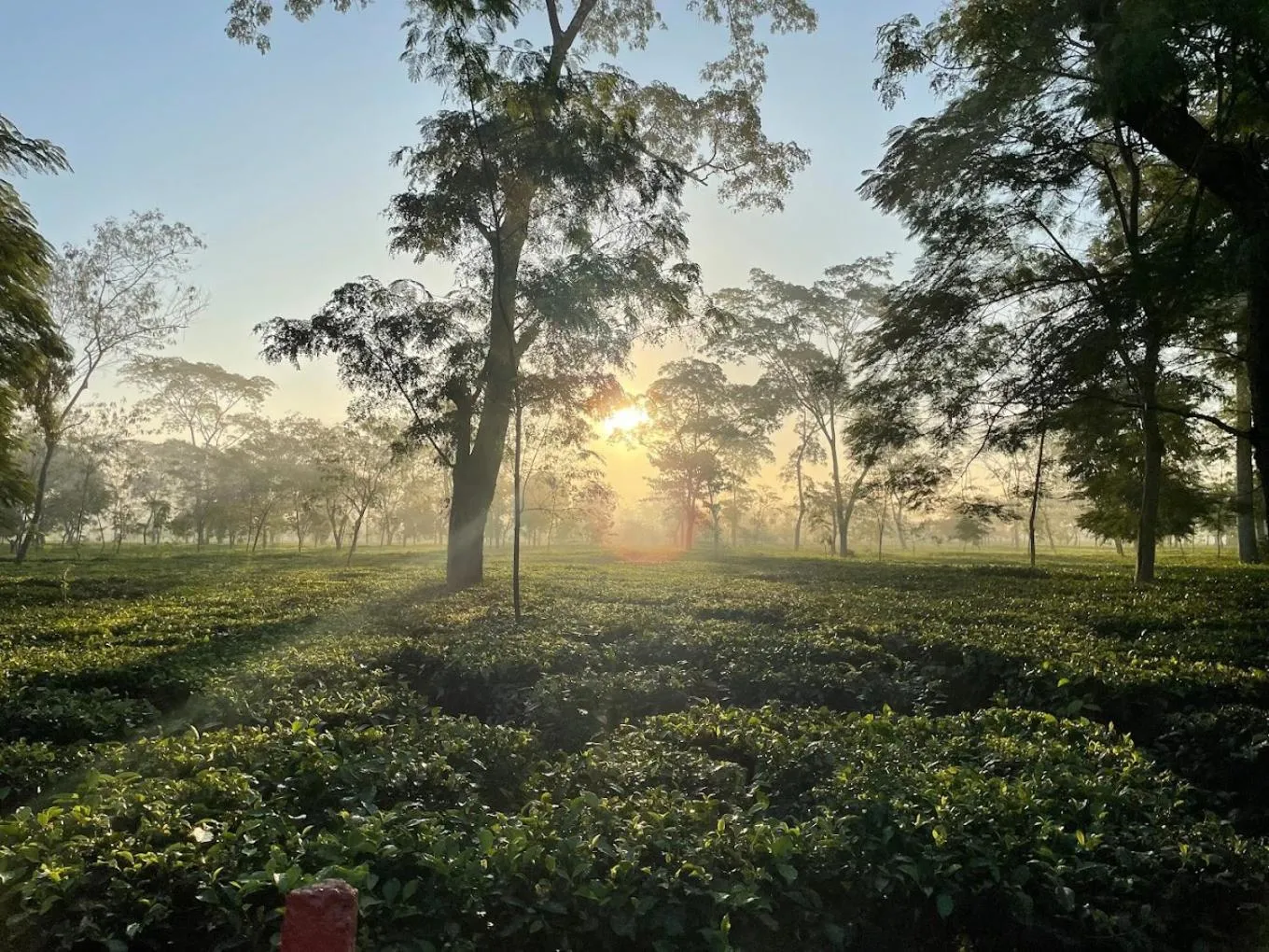 The Postcard in the Durrung Tea Estate, Assam